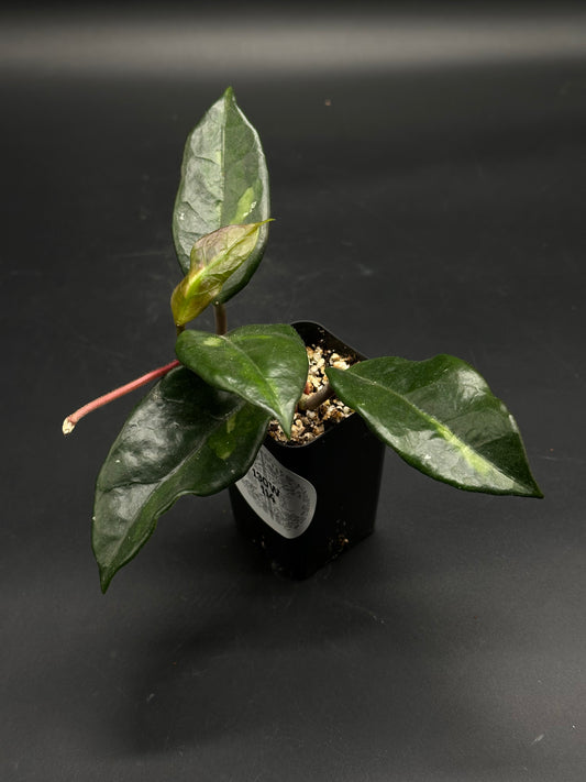 🎈🧦 Left-Sock-Signal 🧦🎈 (130W114) - A small potted variegated Aglaonema with glossy lanceolate leaves, featuring a central lighter stripe, in a well-draining mix.