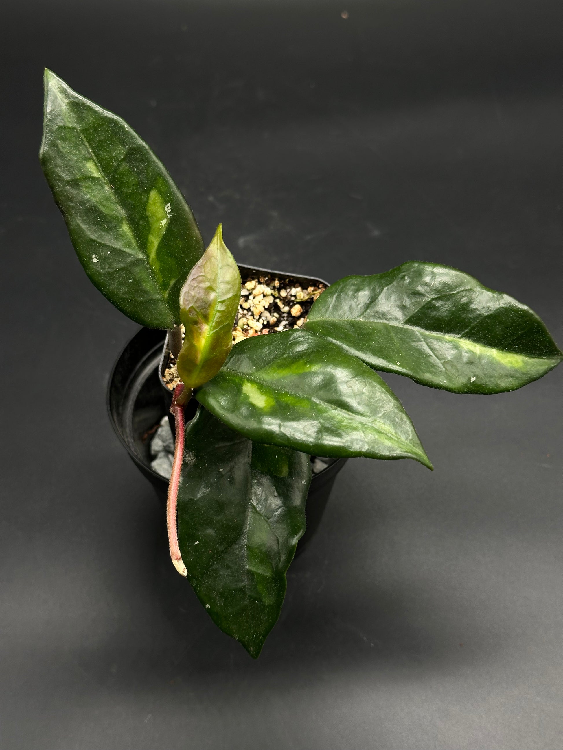 🎈🧦 Left-Sock-Signal 🧦🎈 (130W114) - Small potted houseplant with glossy, variegated leaves, planted in a black nursery pot with loose, fast-draining mix.