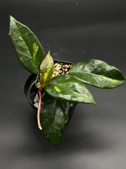 🎈🧦 Left-Sock-Signal 🧦🎈 (130W114) - Small potted houseplant with glossy, variegated leaves, planted in a black nursery pot with loose, fast-draining mix.