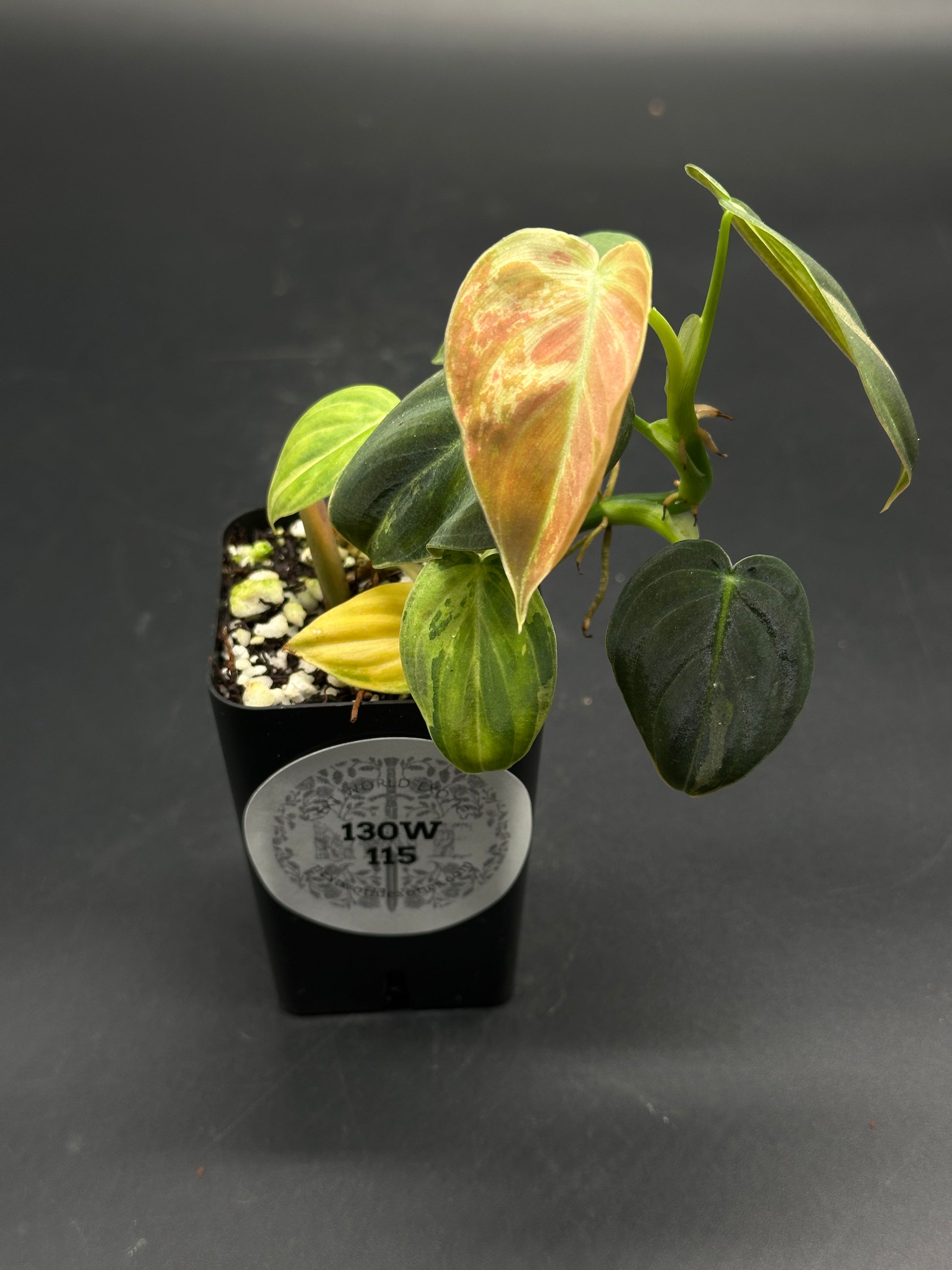 Kersplat-Voom-Bop (130W115) houseplant in a black nursery pot, featuring heart-shaped leaves in various green tones and a pinkish-peach unfurling leaf.