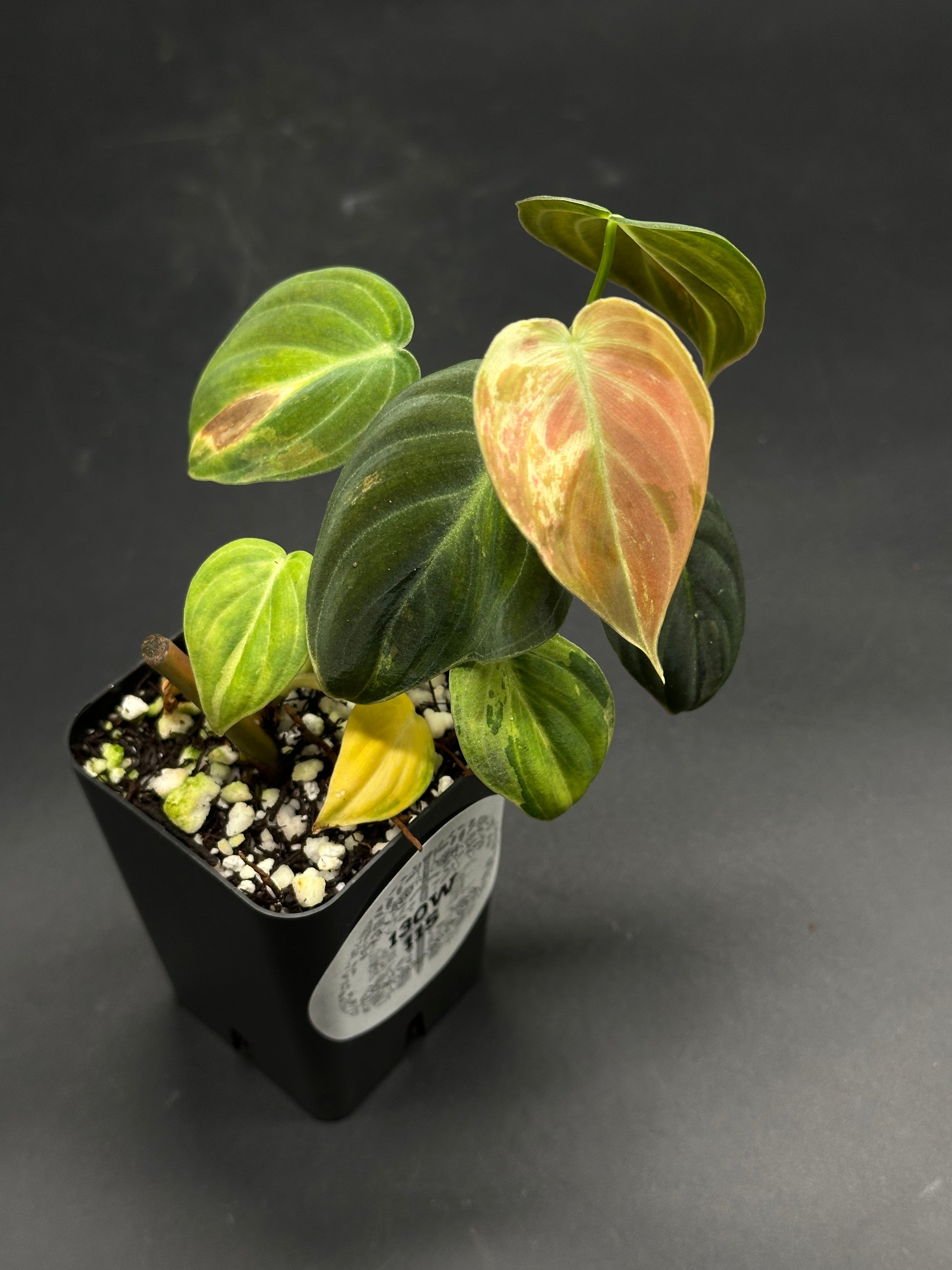 🧱🧷 Kersplat-Voom-Bop 🧷🧱 (130W115): A young Philodendron ‘Micans’ in a black pot, featuring velvety, heart-shaped leaves with a coppery-pink hue.