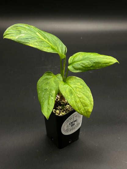 The Trolley-Tote-Zing (130W116) displays a rare variegated houseplant with lance-shaped leaves in a black nursery pot, ideal for exotic plant enthusiasts.