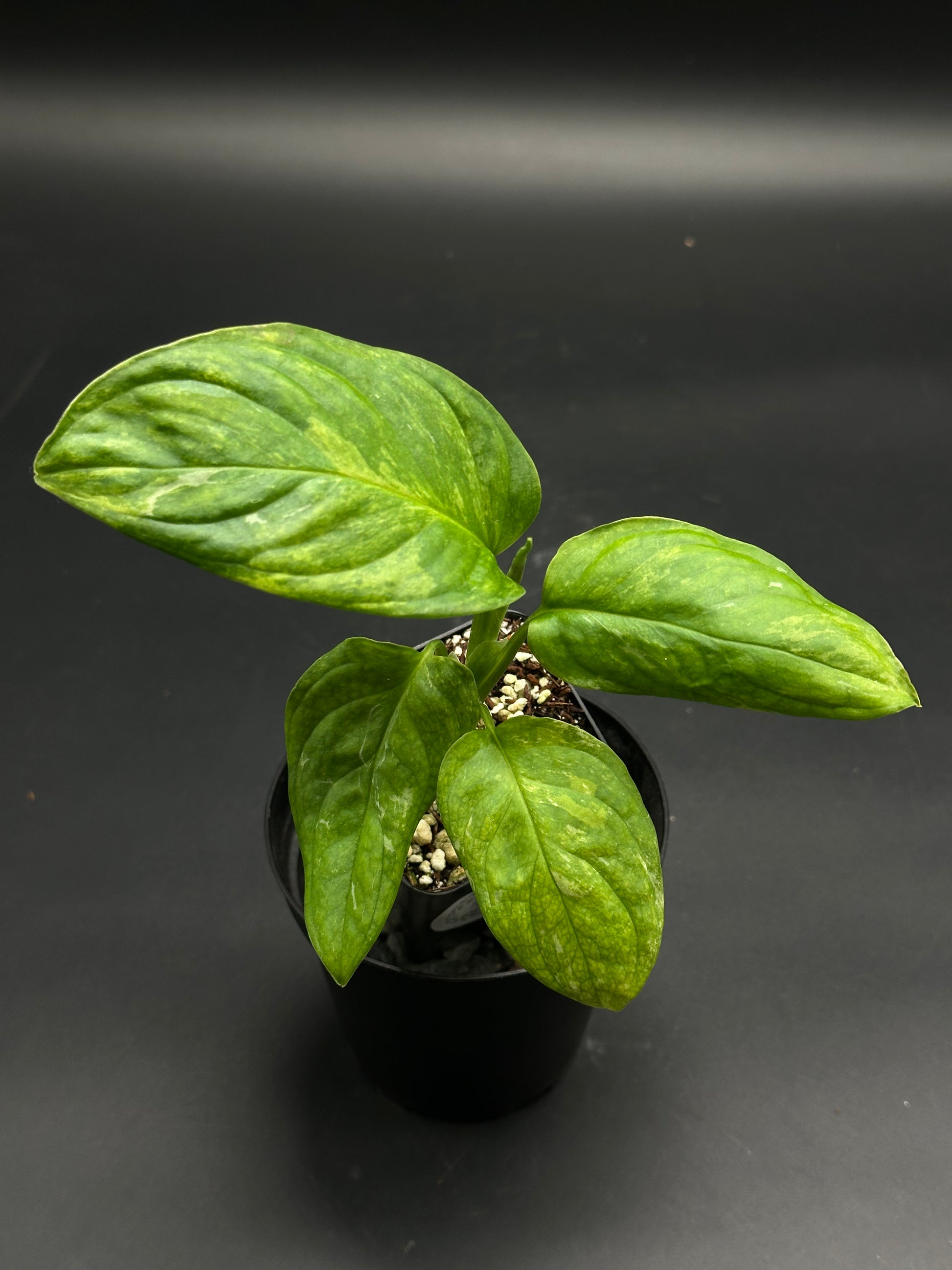 Trolley-Tote-Zing (130W116) features a young variegated pothos in a black pot, perfect for rare tropical houseplant enthusiasts at Next World Exotics.