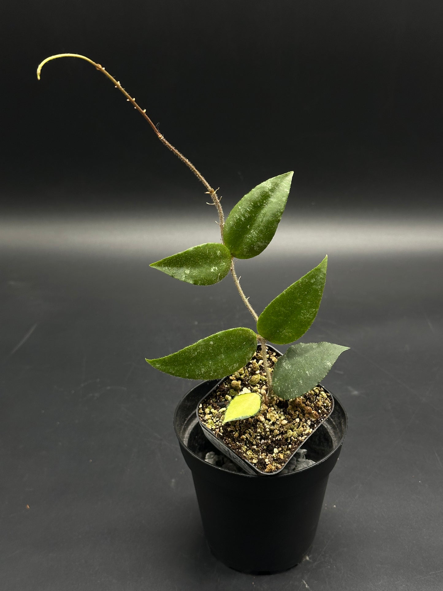 Panic-Pickle-Zop (130W117) features a young wax plant in a small pot with slender, hairy stems and succulent, lanceolate green leaves in gritty soil.
