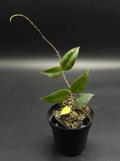 Panic-Pickle-Zop (130W117) features a young wax plant in a small pot with slender, hairy stems and succulent, lanceolate green leaves in gritty soil.