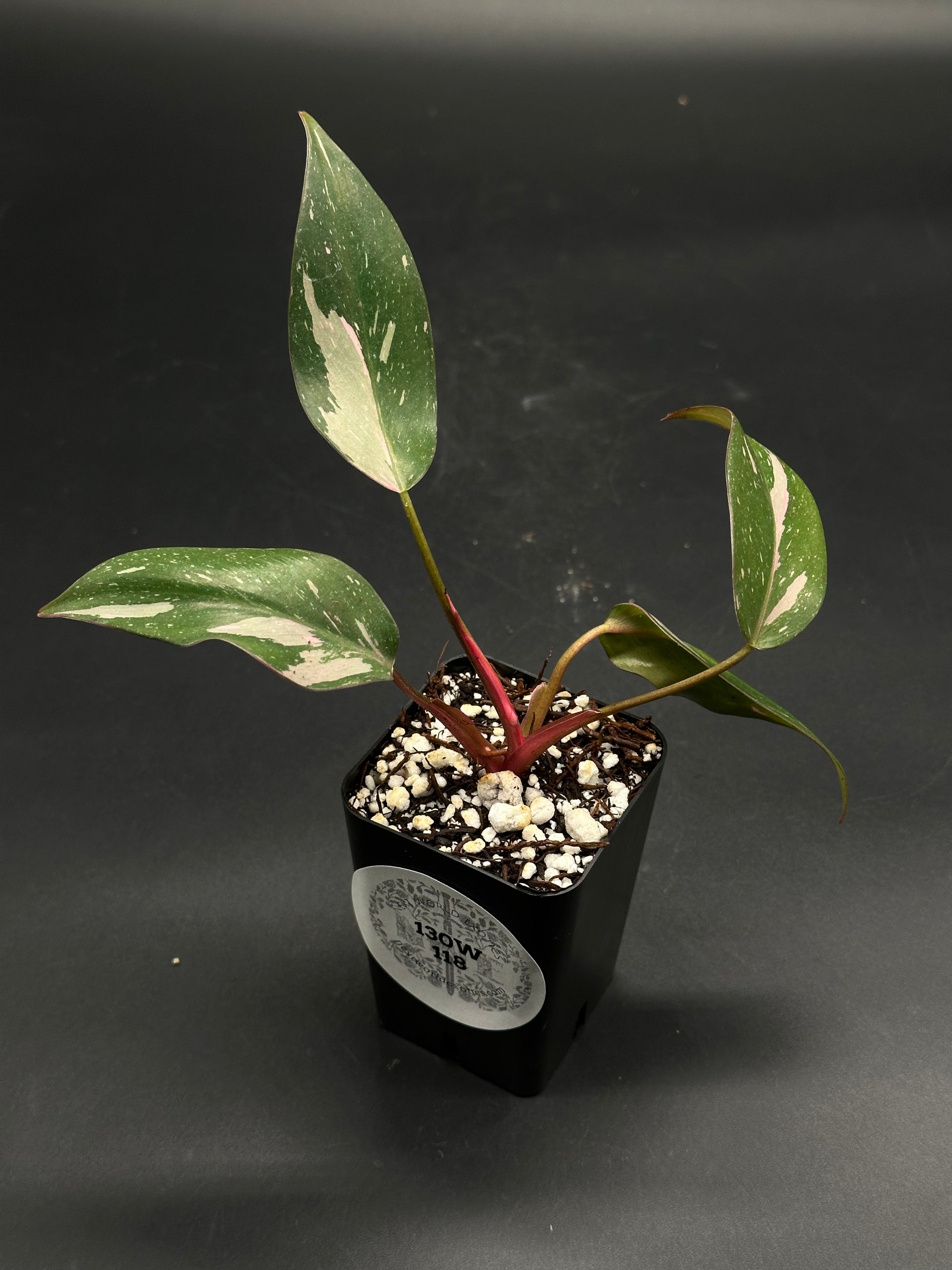 Loopy-Lace-Glitch (130W118): A rare, variegated tropical houseplant cutting with green leaves and pink patches, potted in a black nursery container.