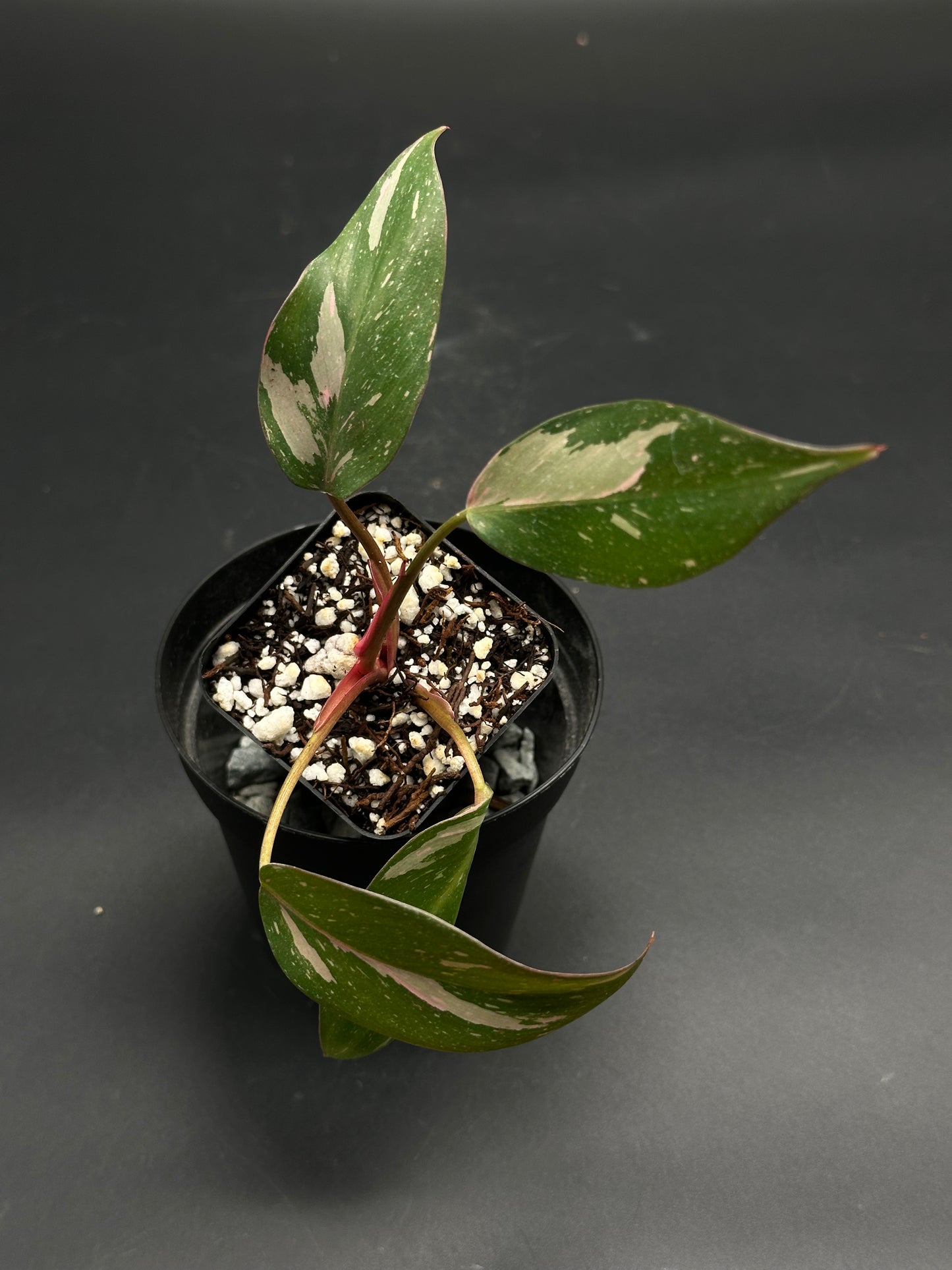 🏜️👟 Loopy-Lace-Glitch 👟🏜️ (130W118), a variegated tropical houseplant cutting in a black nursery pot, features lanceolate leaves with cream and pink speckled variegation.