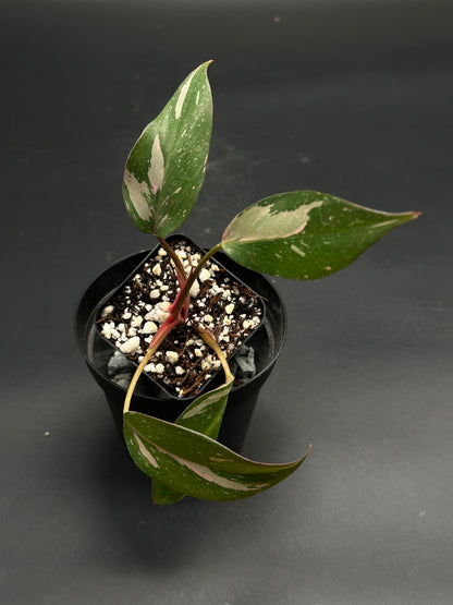 🏜️👟 Loopy-Lace-Glitch 👟🏜️ (130W118), a variegated tropical houseplant cutting in a black nursery pot, features lanceolate leaves with cream and pink speckled variegation.