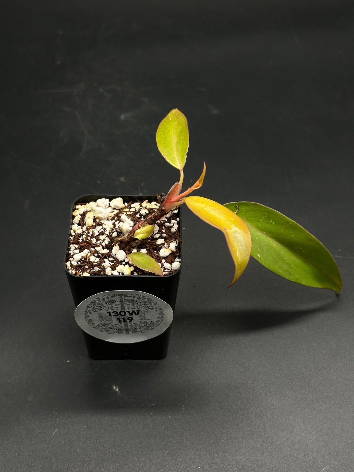 🛸🥪 Sandwich-Static-X 🥪🛸 (130W119) features a young plant cutting in a black pot, with a reddish stem and unfurling variegated leaves.