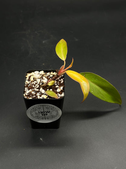 🛸🥪 Sandwich-Static-X 🥪🛸 (130W119) features a young plant cutting in a black pot, with a reddish stem and unfurling variegated leaves.