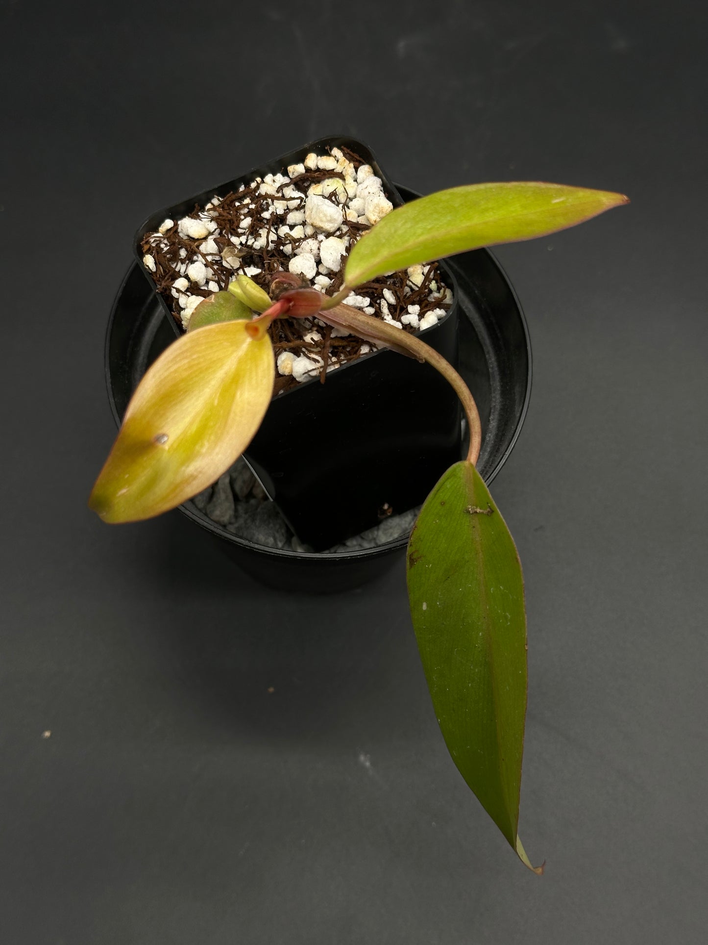 🛸🥪 Sandwich-Static-X 🥪🛸 (130W119): A Philodendron “Prince of Orange” cutting in a black nursery pot with chunky potting mix, highlighting exotic houseplant collection.