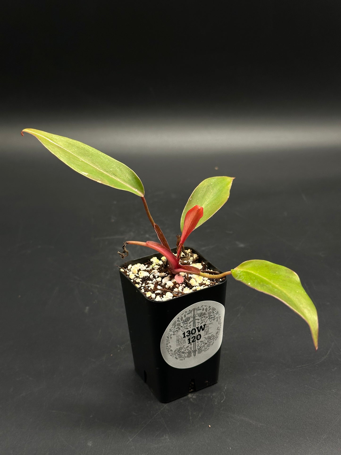 🦒🧼 Bubble-Burp-Bip 🧼🦒 (130W120) tropical houseplant cutting in a black nursery pot with perlite-rich soil, featuring green and reddish-pink lanceolate leaves.