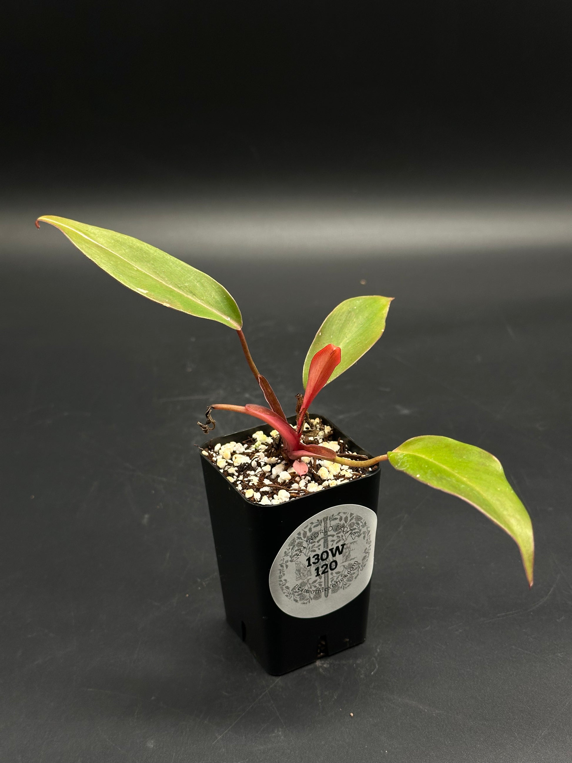 🦒🧼 Bubble-Burp-Bip 🧼🦒 (130W120) tropical houseplant cutting in a black nursery pot with perlite-rich soil, featuring green and reddish-pink lanceolate leaves.