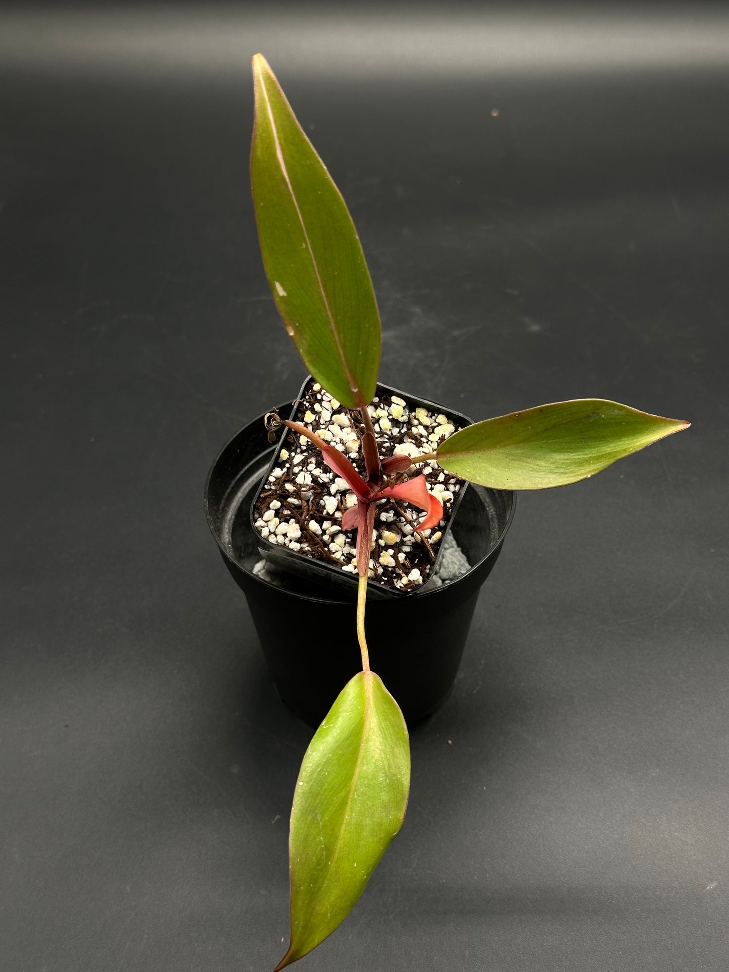 🦒🧼 Bubble-Burp-Bip 🧼🦒 (130W120): Young tropical houseplant with lance-shaped leaves in a square nursery pot, ideal for exotic plant collectors at Next World Exotics.