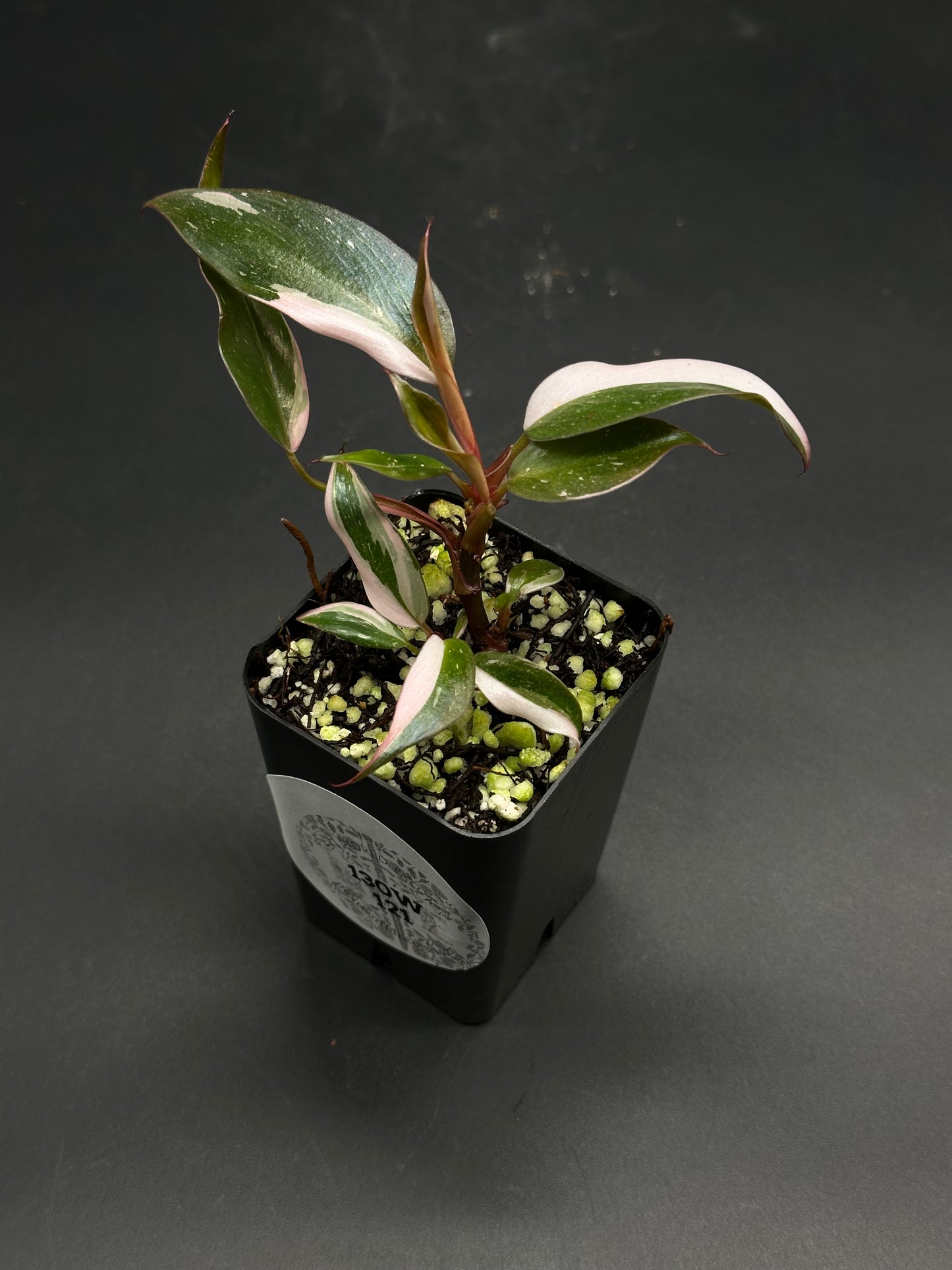 Bumper-Car-Bloop (130W121) variegated houseplant with narrow, mottled leaves in a black nursery pot on a matte surface. Ideal for exotic plant enthusiasts.