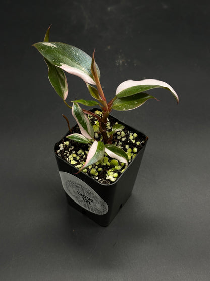 Bumper-Car-Bloop (130W121) variegated houseplant with narrow, mottled leaves in a black nursery pot on a matte surface. Ideal for exotic plant enthusiasts.