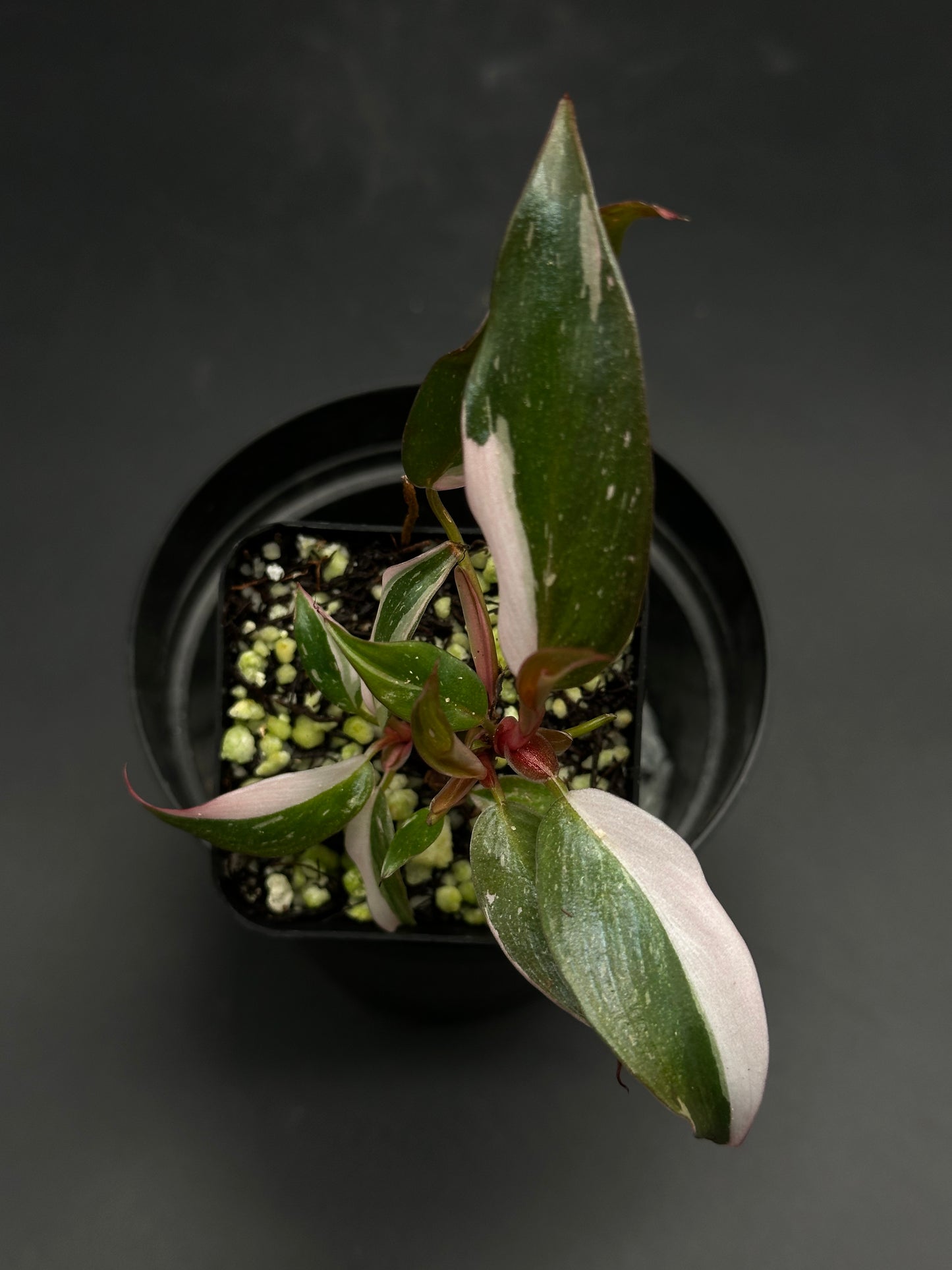 🧪🏁 Bumper-Car-Bloop 🏁🧪 (130W121), a potted houseplant with variegated foliage, showcasing green leaves with creamy-white and pink accents, perfect for exotic plant enthusiasts.