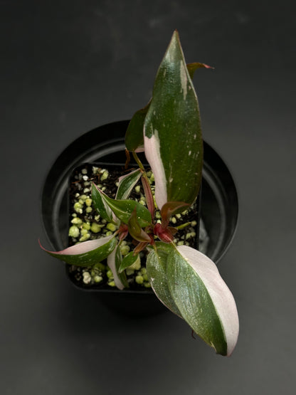 🧪🏁 Bumper-Car-Bloop 🏁🧪 (130W121), a potted houseplant with variegated foliage, showcasing green leaves with creamy-white and pink accents, perfect for exotic plant enthusiasts.