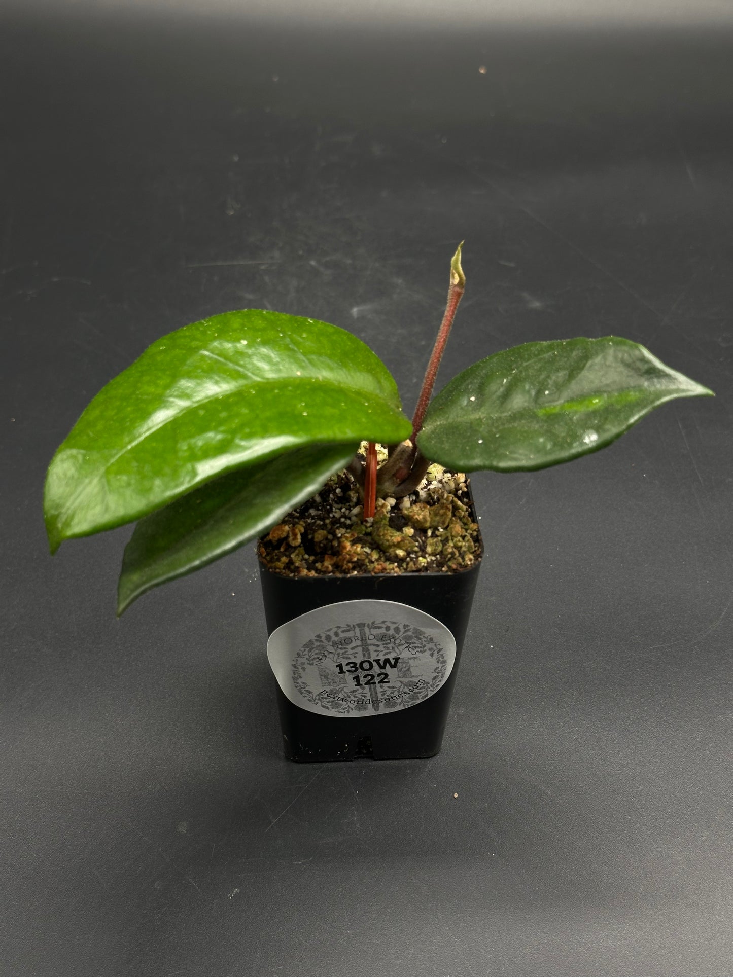 🏆🎟️ Gonk-Goulash-99 🎟️🏆 (130W122) - Rare houseplant with glossy green leaves in a black nursery pot, ideal for exotic plant enthusiasts.