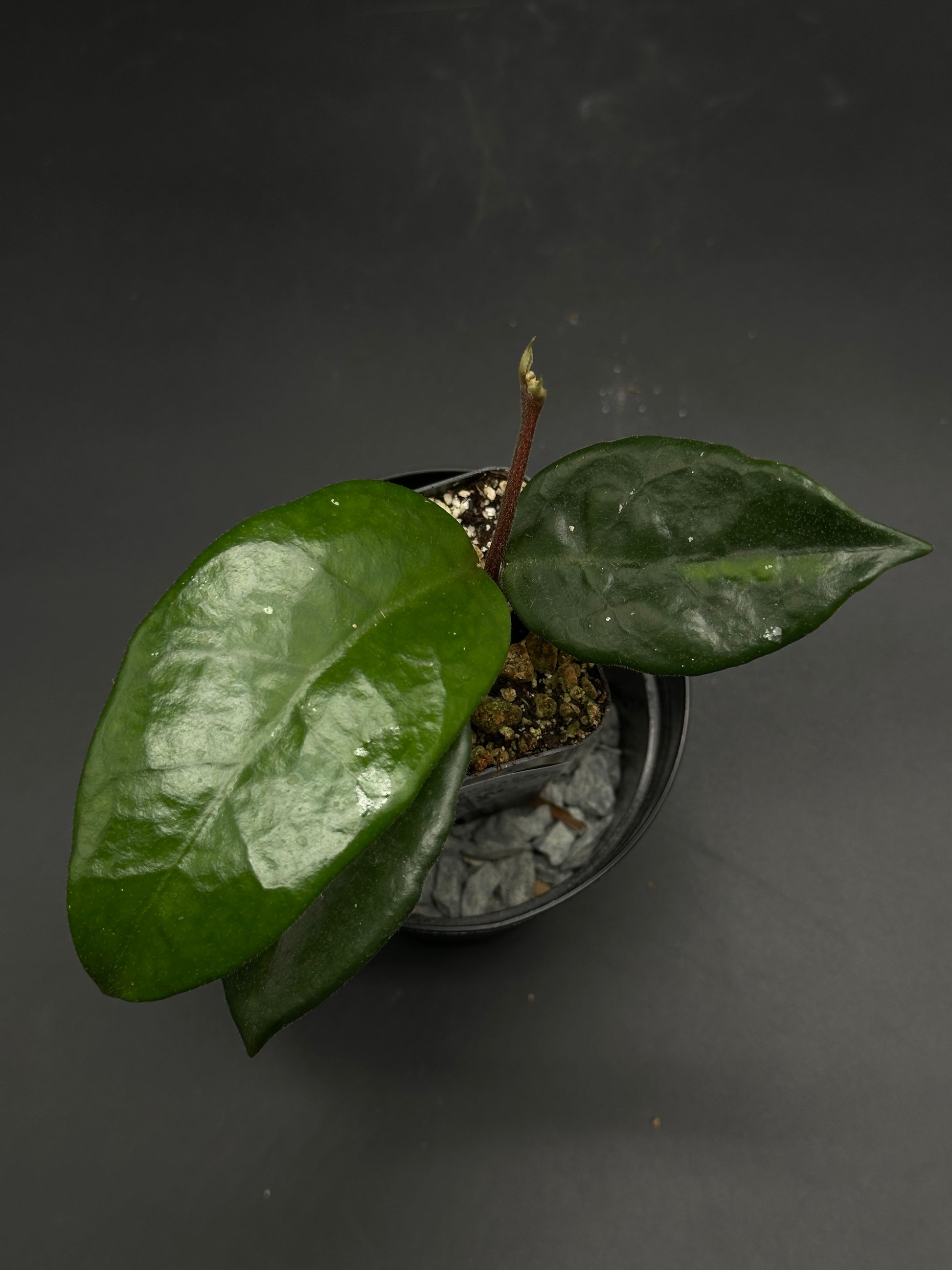 🏆🎟️ Gonk-Goulash-99 🎟️🏆 (130W122) features a small potted Hoya cutting with two glossy leaves, in a chunky mix with decorative gravel.
