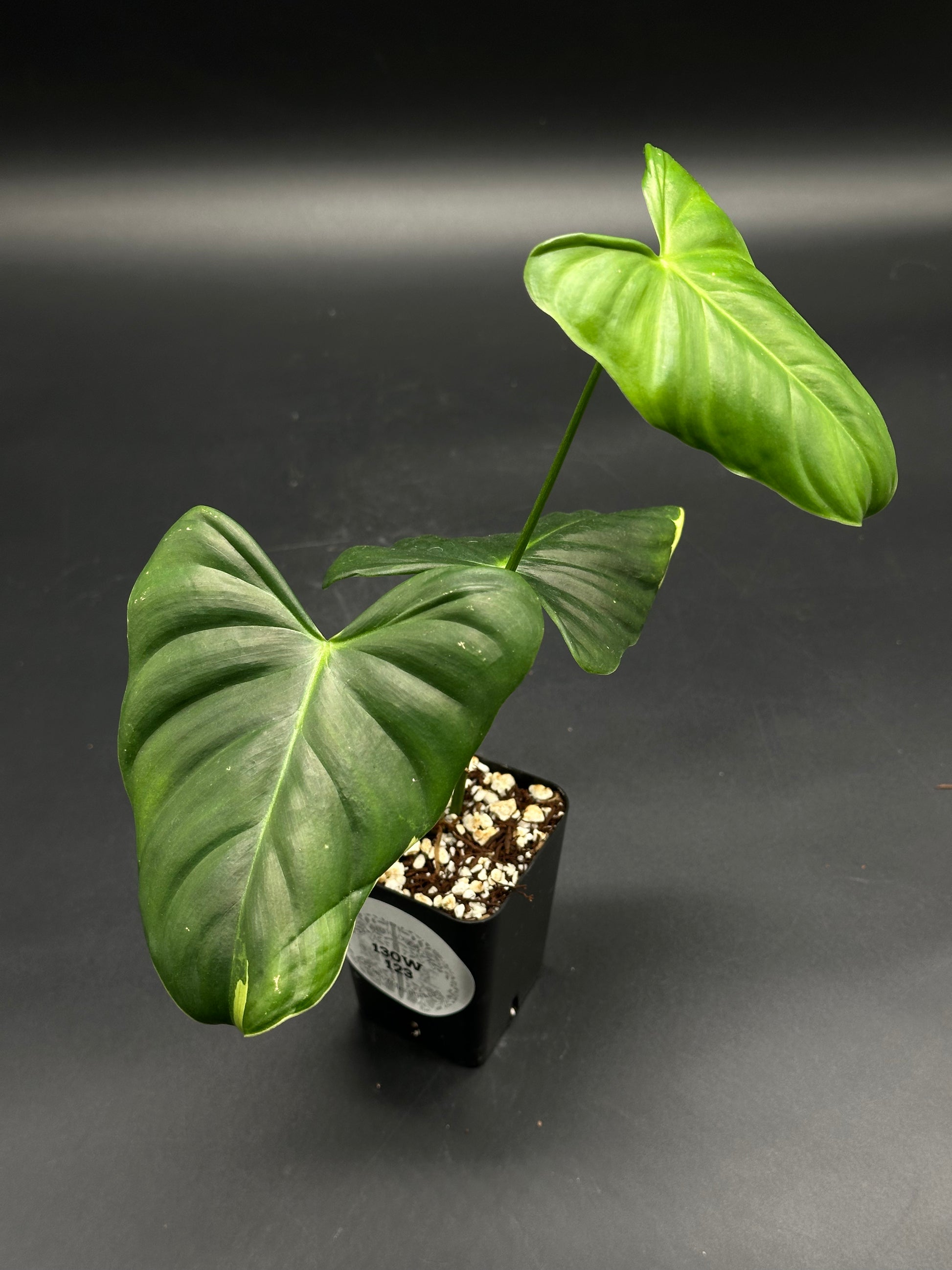🎡🛰️ Bleep-Blurp-Bazinga 🛰️🎡 (130W123) features glossy, heart-shaped leaves in a chunky mix, perfect for exotic houseplant enthusiasts seeking variegated tropical beauty.
