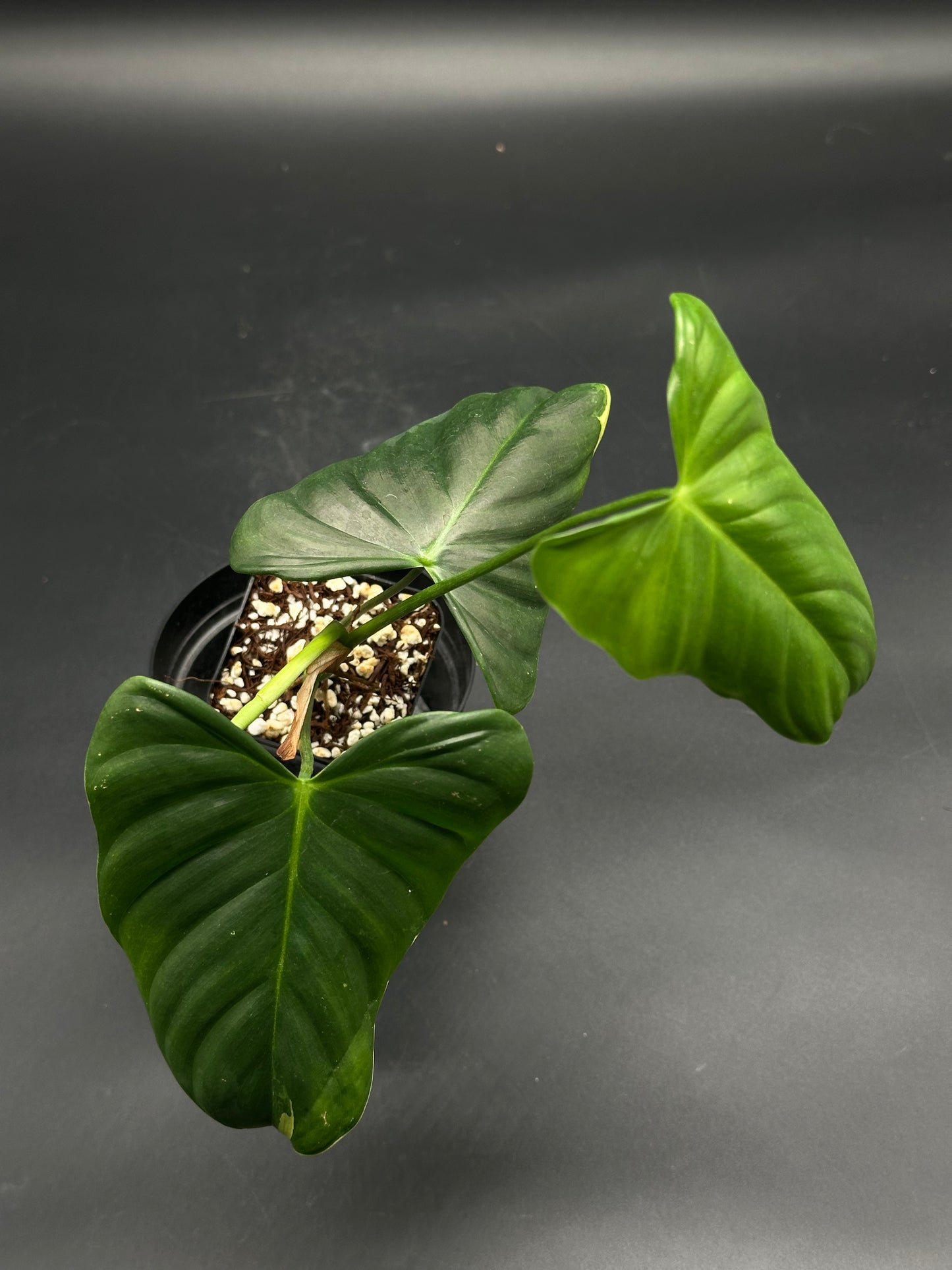 🎡🛰️ Bleep-Blurp-Bazinga 🛰️🎡 (130W123), a young philodendron with three glossy, heart-shaped leaves in a chunky bark and perlite mix, ideal for exotic plant enthusiasts.