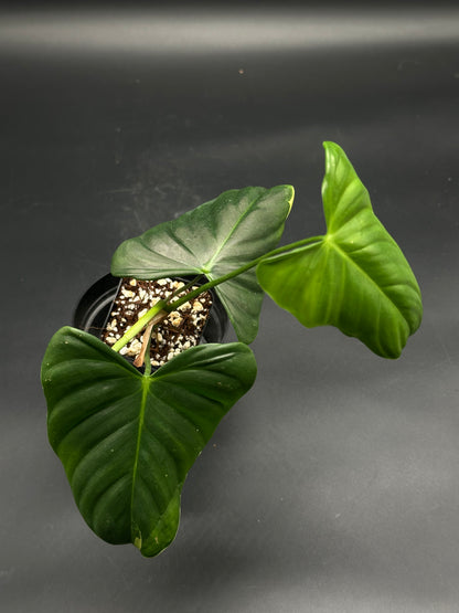 🎡🛰️ Bleep-Blurp-Bazinga 🛰️🎡 (130W123), a young philodendron with three glossy, heart-shaped leaves in a chunky bark and perlite mix, ideal for exotic plant enthusiasts.
