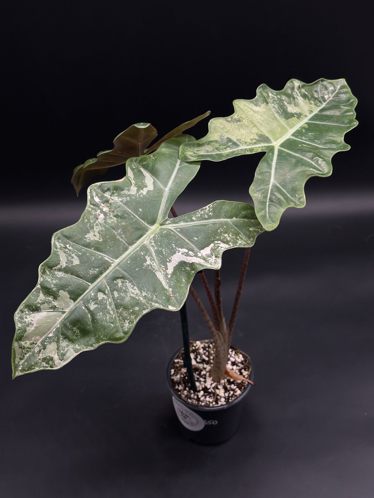 Alocasia sanderiana 'Nobilis' Pink Variegated displays deeply lobed, wavy leaves with silver-white veining and pastel blush, ideal for exotic plant enthusiasts.