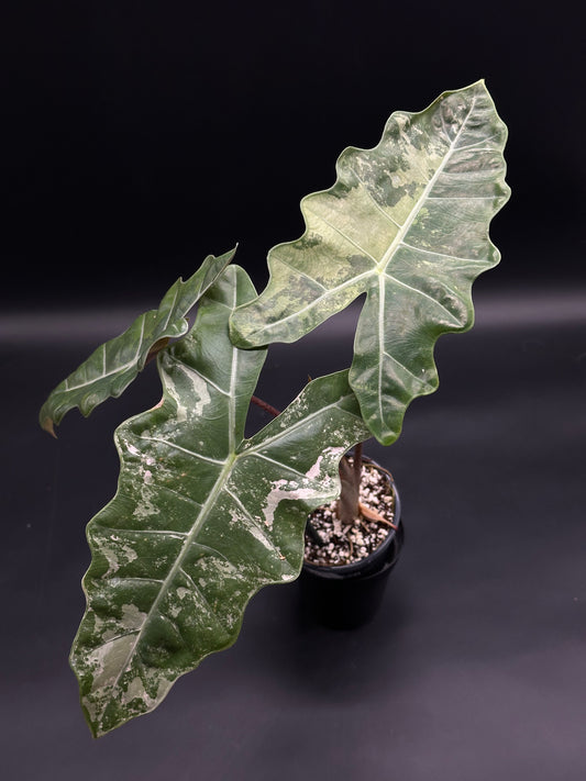 Alocasia - Next World Exotics Rare Plants & Crystals Alocasia - Next World Exotics Rare Plants & Crystals