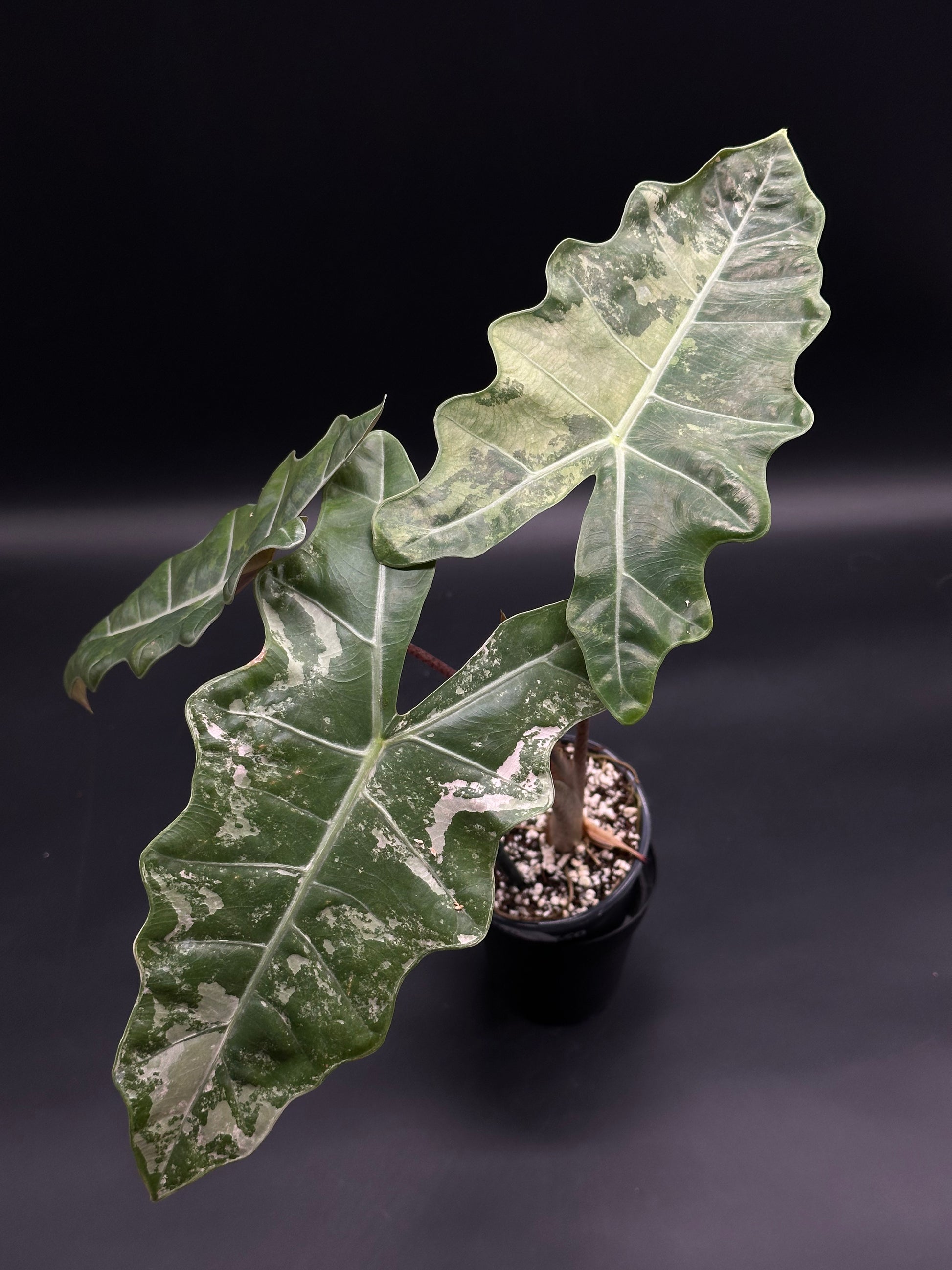 Alocasia sanderiana 'Nobilis' Pink Variegated in a black pot, showcasing deeply lobed leaves with silver marbling and pastel blush, ideal for exotic plant enthusiasts.