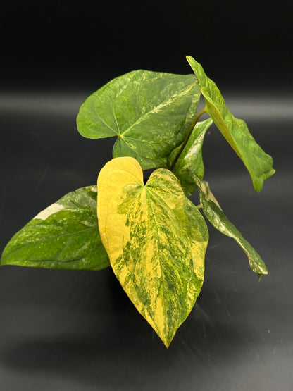 Anthurium Papillilaminum (Variegated) x 'Fort Sherman' plant with distinct heart-shaped, variegated leaves, ideal for collectors of exotic and rare houseplants.