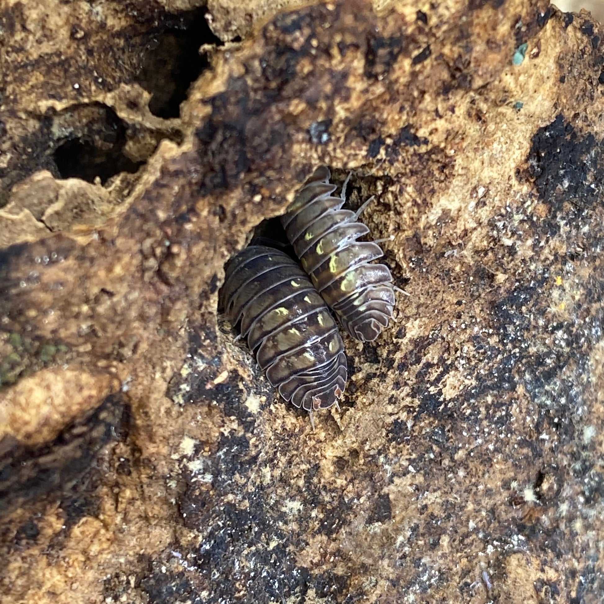 Isopoda sp. Dreams, a unique aquatic invertebrate, featured in a close-up shot, showcasing its distinctive body structure and intricate details.