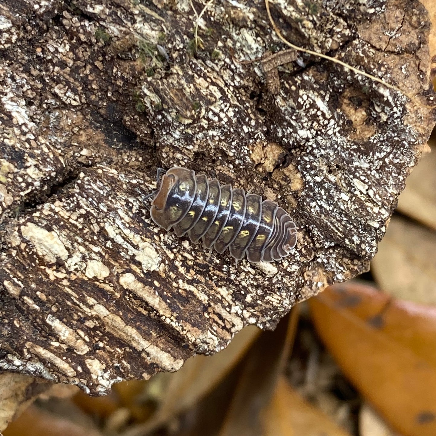 Isopoda sp. Dreams: Close-up of a detailed, lifelike isopod model showcasing intricate textures and realistic features for educational and display purposes.