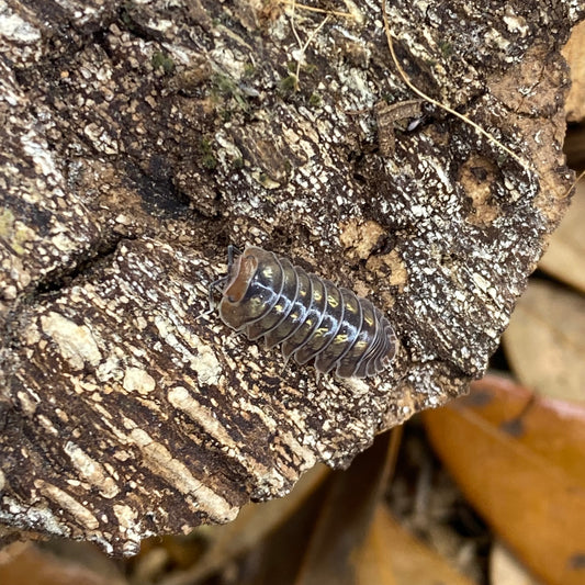 Isopoda sp. Dreams: Close-up of a detailed isopod figure, highlighting intricate textures and segments, showcasing the realistic and artistic design of this unique product.