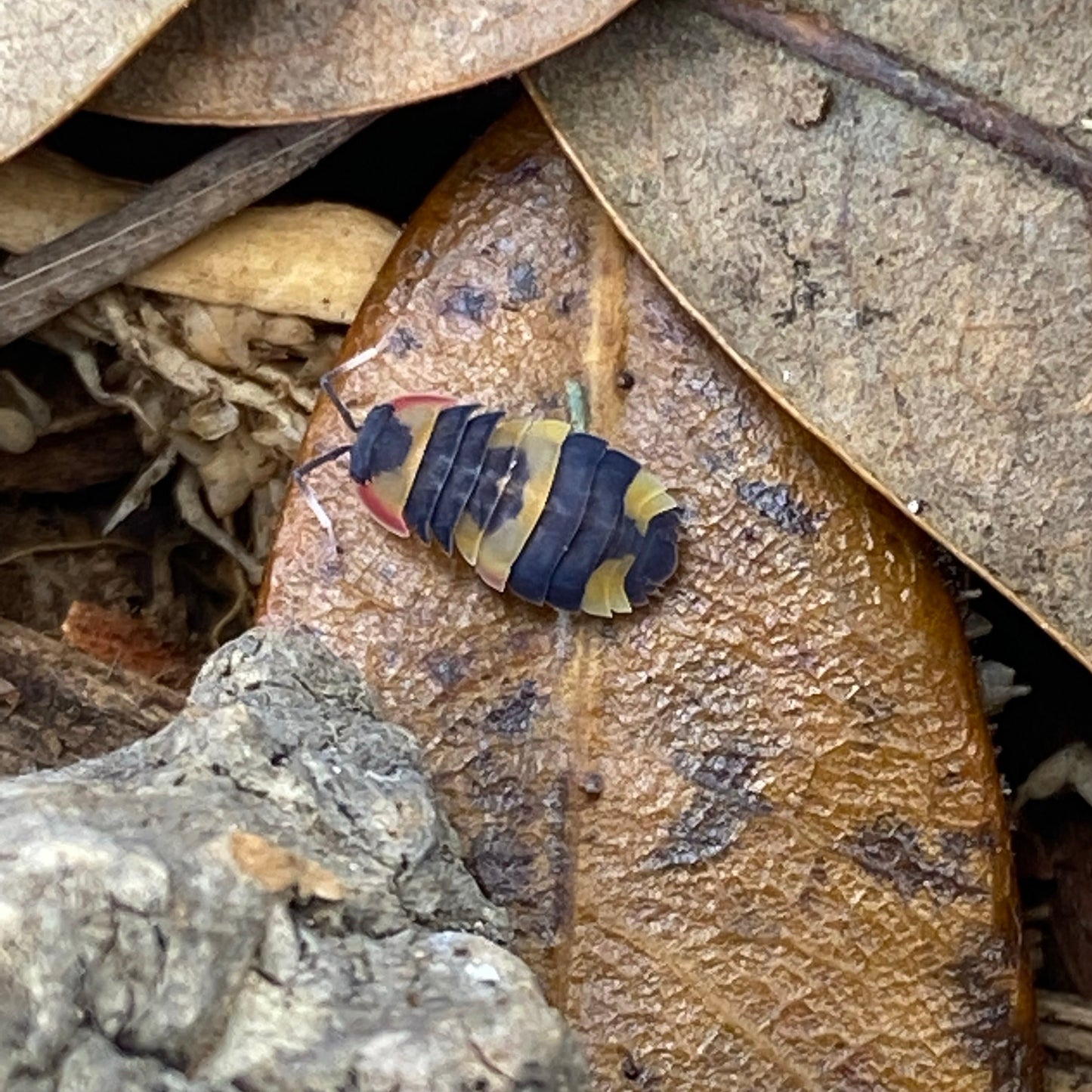 Merulanella sp. Tricolor mushroom, showcasing its unique cap structure and gilled underside, highlighting its distinctive appearance in a natural setting.