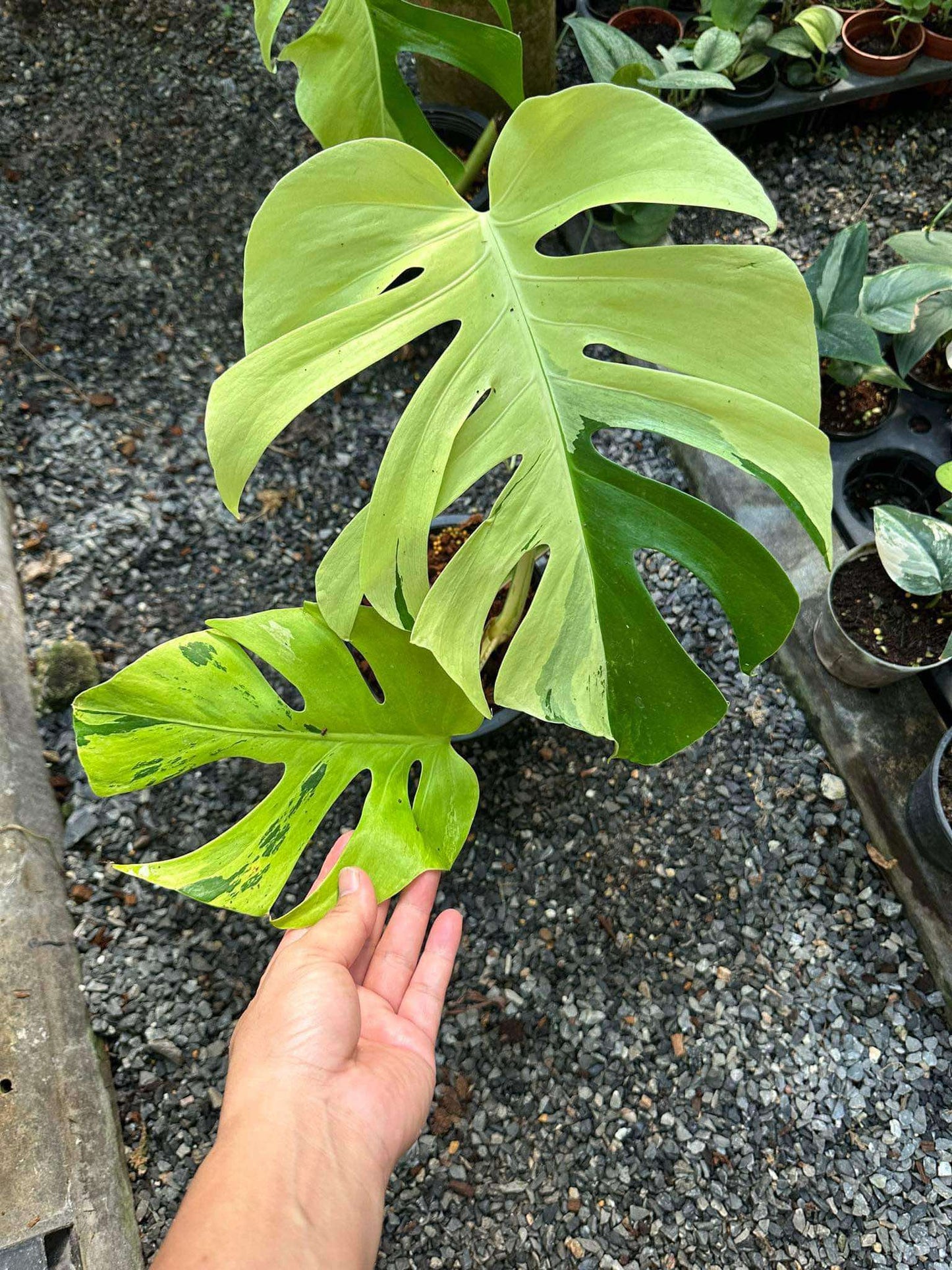 Hand gently holding a large leaf of Monstera sp. 'Brazil' (MBV1) 🌱, showcasing its vibrant, healthy foliage.