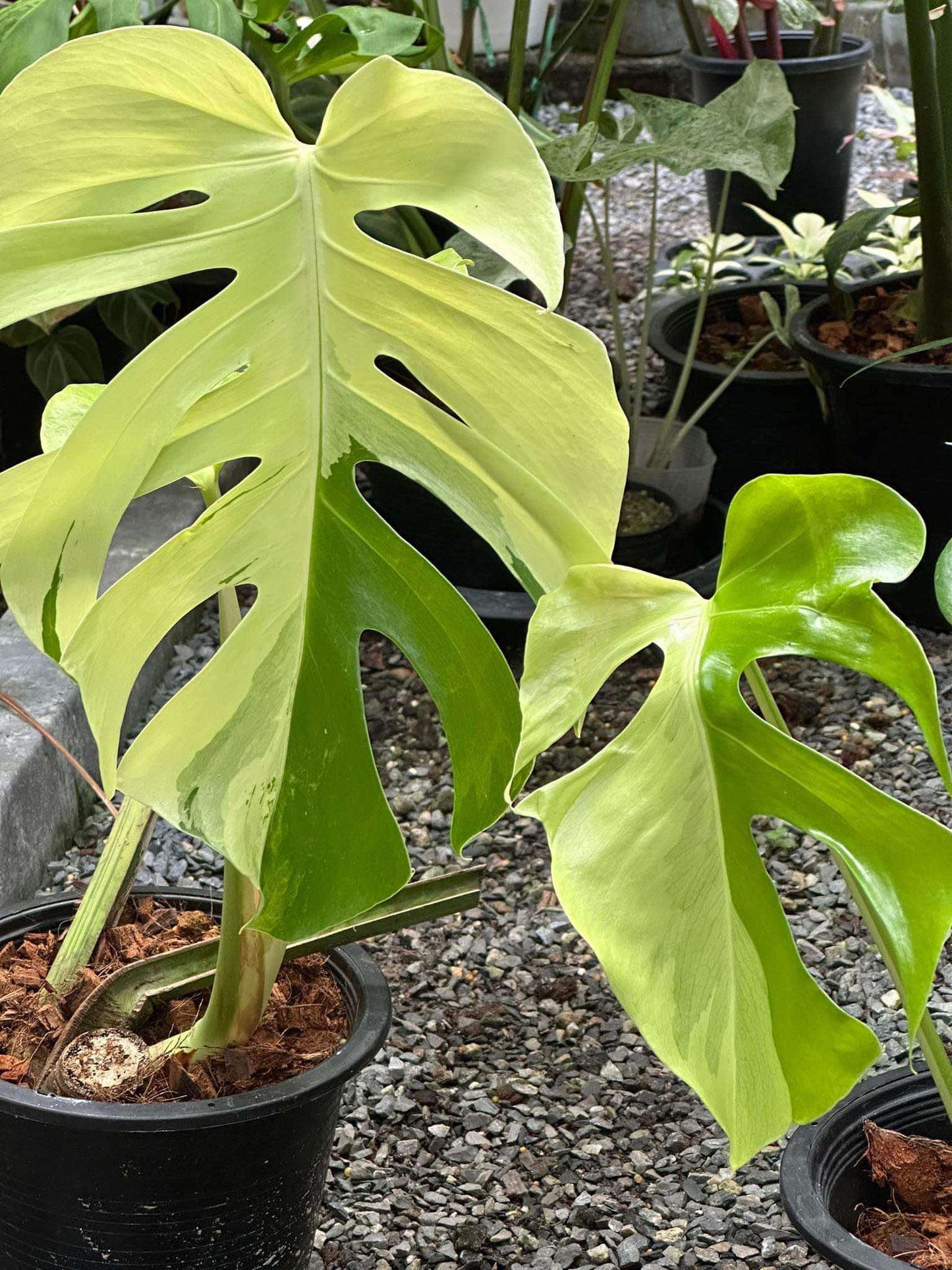 Monstera sp. 'Brazil' in a pot, showcasing close-up details of its vibrant leaves and stem.