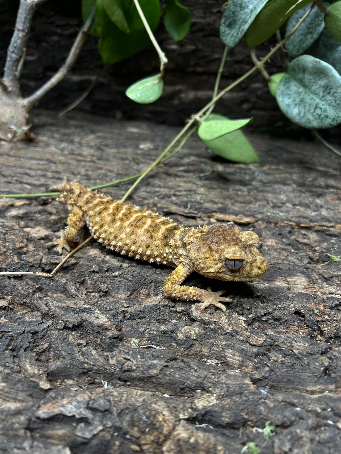 Nephrurus Amyae 1.1 Pair #2, a pair of reptiles ready for shipping from FedEx Hub-Hub, with shipping costs billed separately based on your Zipcode.