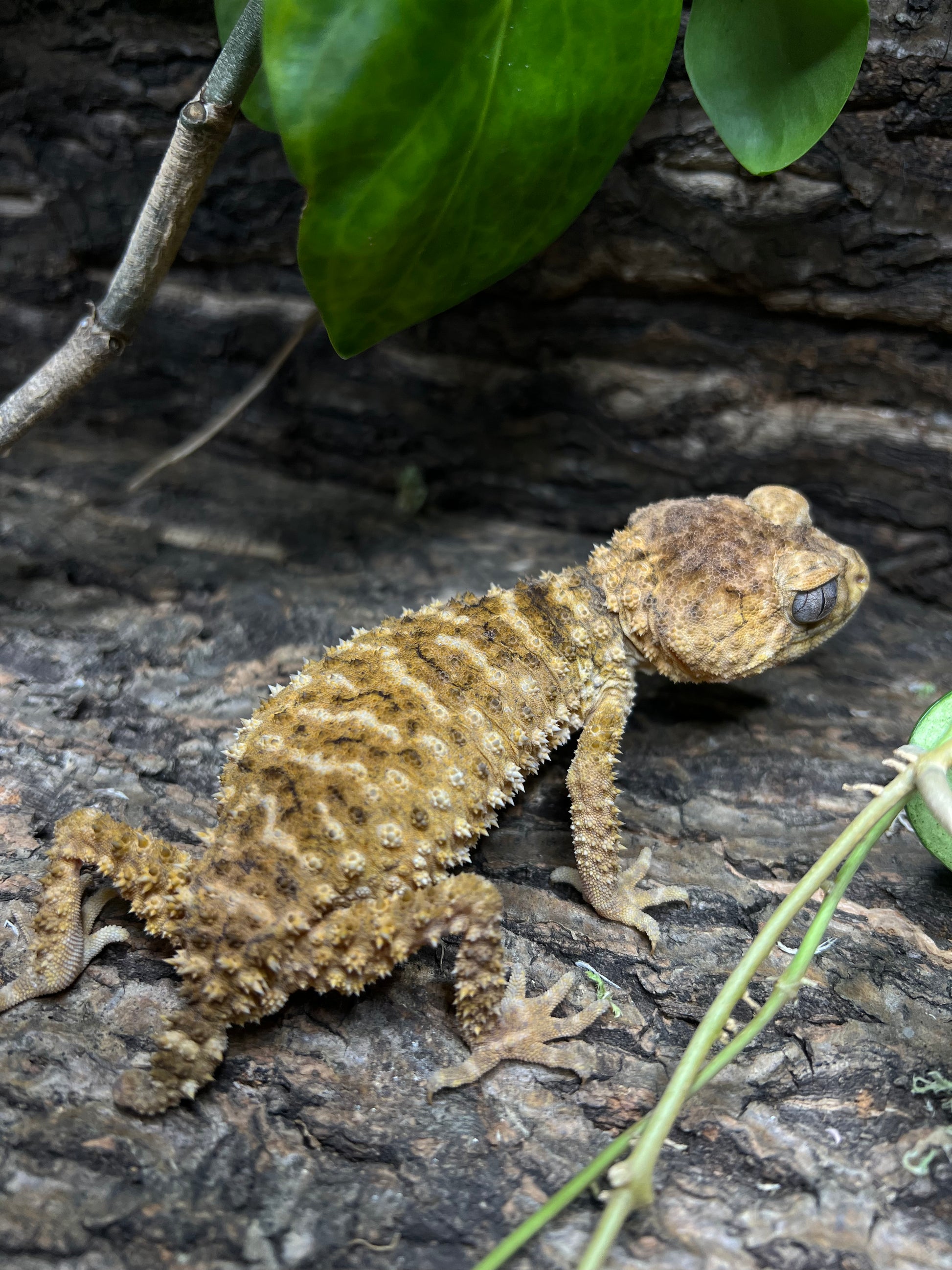 Nephrurus Amyae 1.1 Pair #2: Lizard on tree bark with close-up details of its face and mouth, surrounded by green leaves.