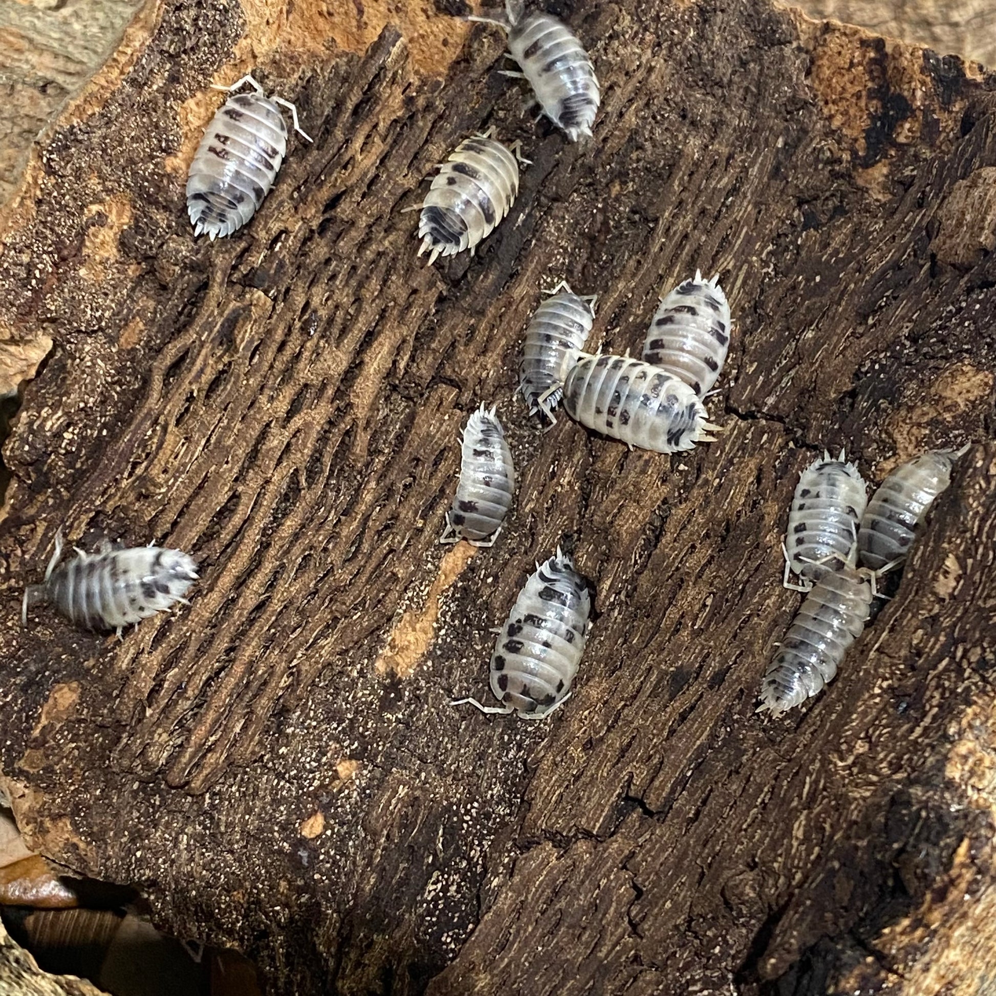 Porcellio laevis 'Dairy Cow' Isopods, known for their rapid breeding and growth, provide an entertaining experience.