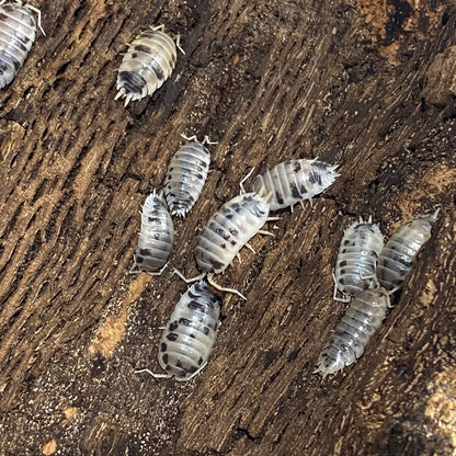 Porcellio laevis 'Dairy Cow' Isopods crawling and interacting, showcasing their rapid breeding and growth potential, making them entertaining to watch.