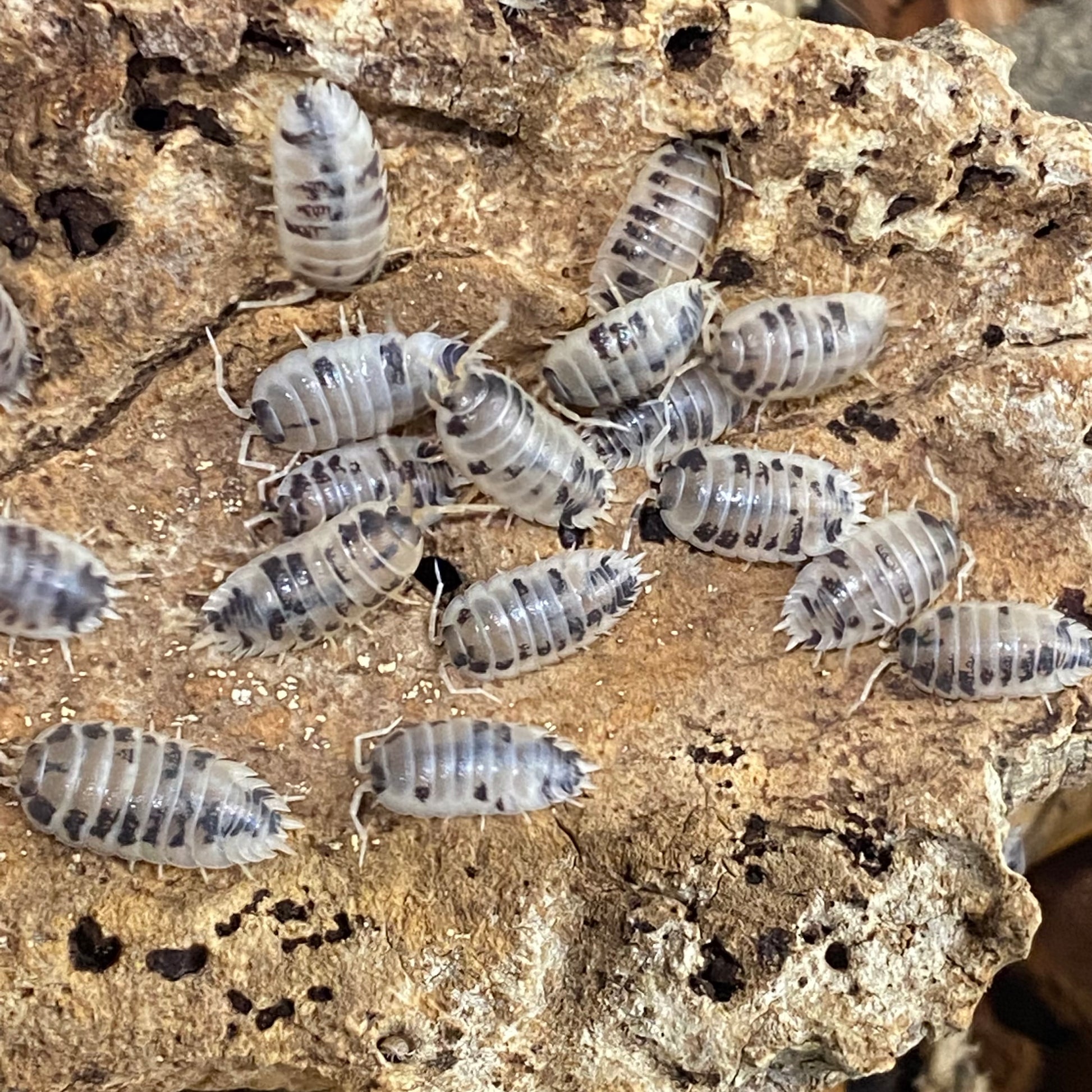 Porcellio laevis 'Dairy Cow' Isopods, known for their rapid breeding and growth, are entertaining to observe.