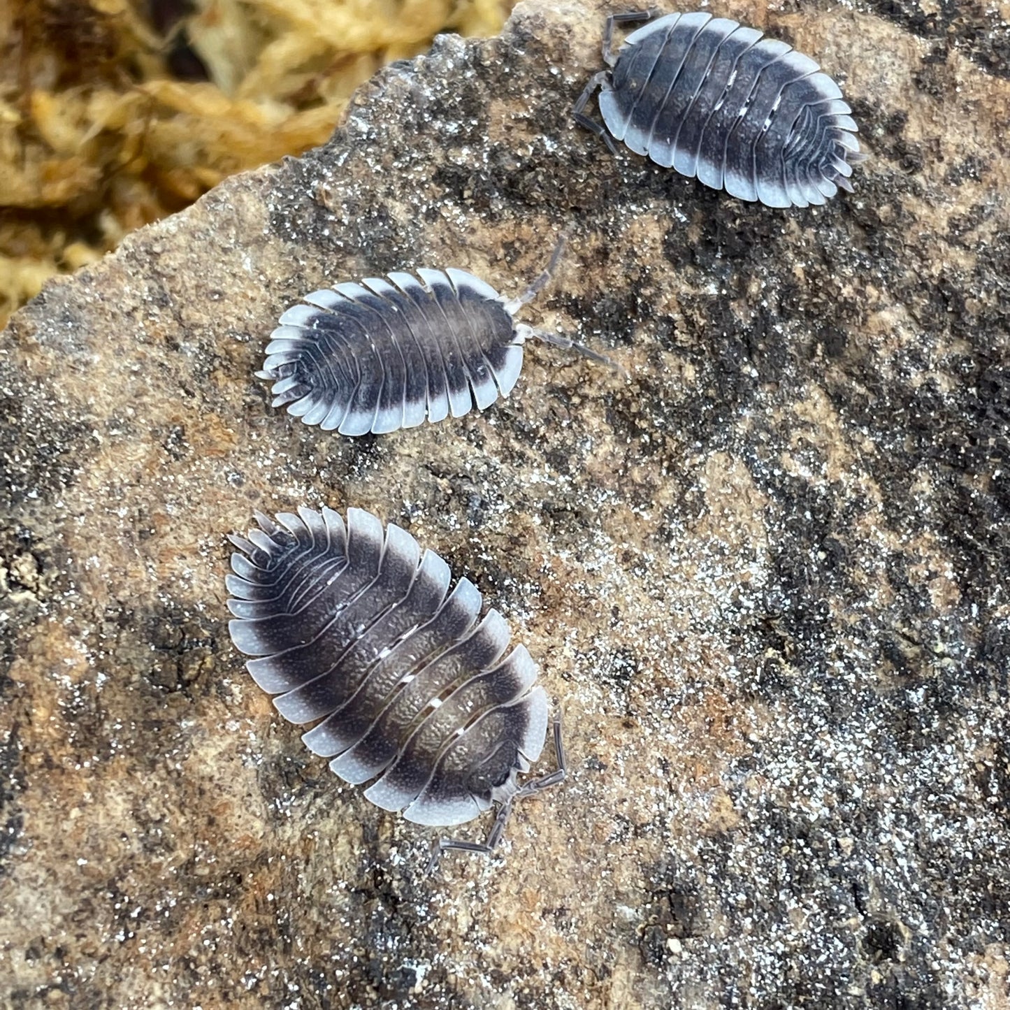 Porcellio sp. Werneri, a small, segmented isopod with distinct patterns, ideal for terrariums and bioactive setups.