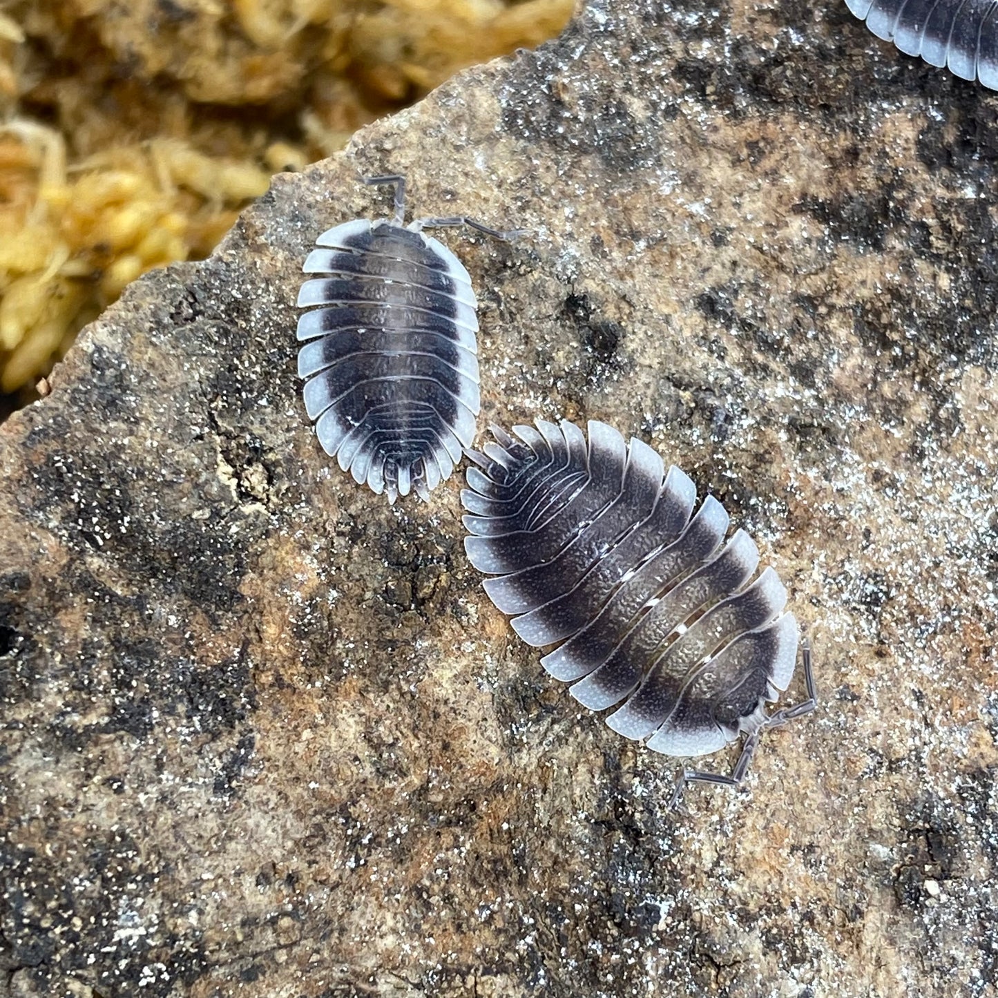 Porcellio sp. Werneri isopod showcasing its segmented body and distinct texture, perfect for terrarium enthusiasts and collectors seeking unique, exotic species.