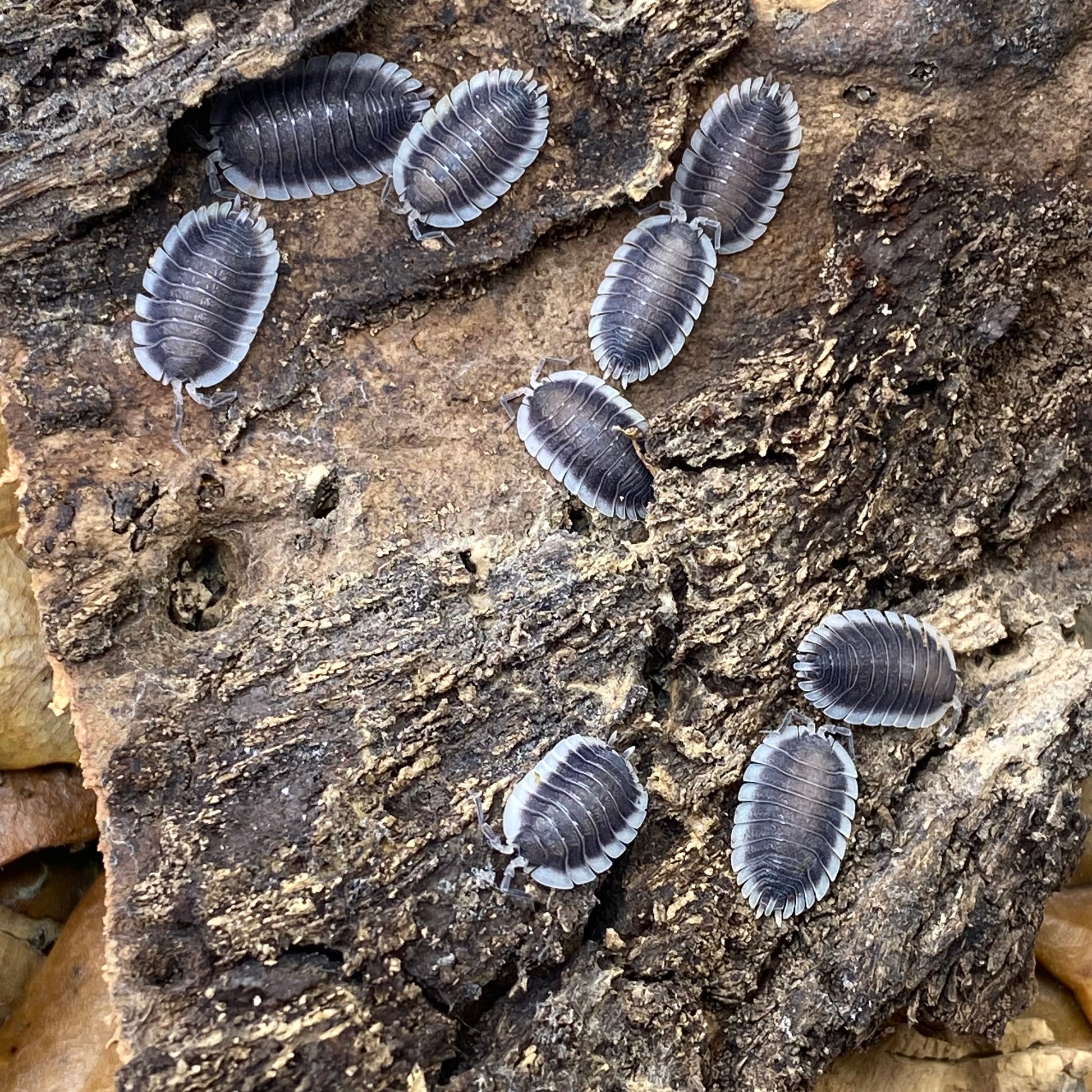 Porcellio sp. Werneri isopod displayed in a natural habitat, showcasing its distinct segmented body and antennae.