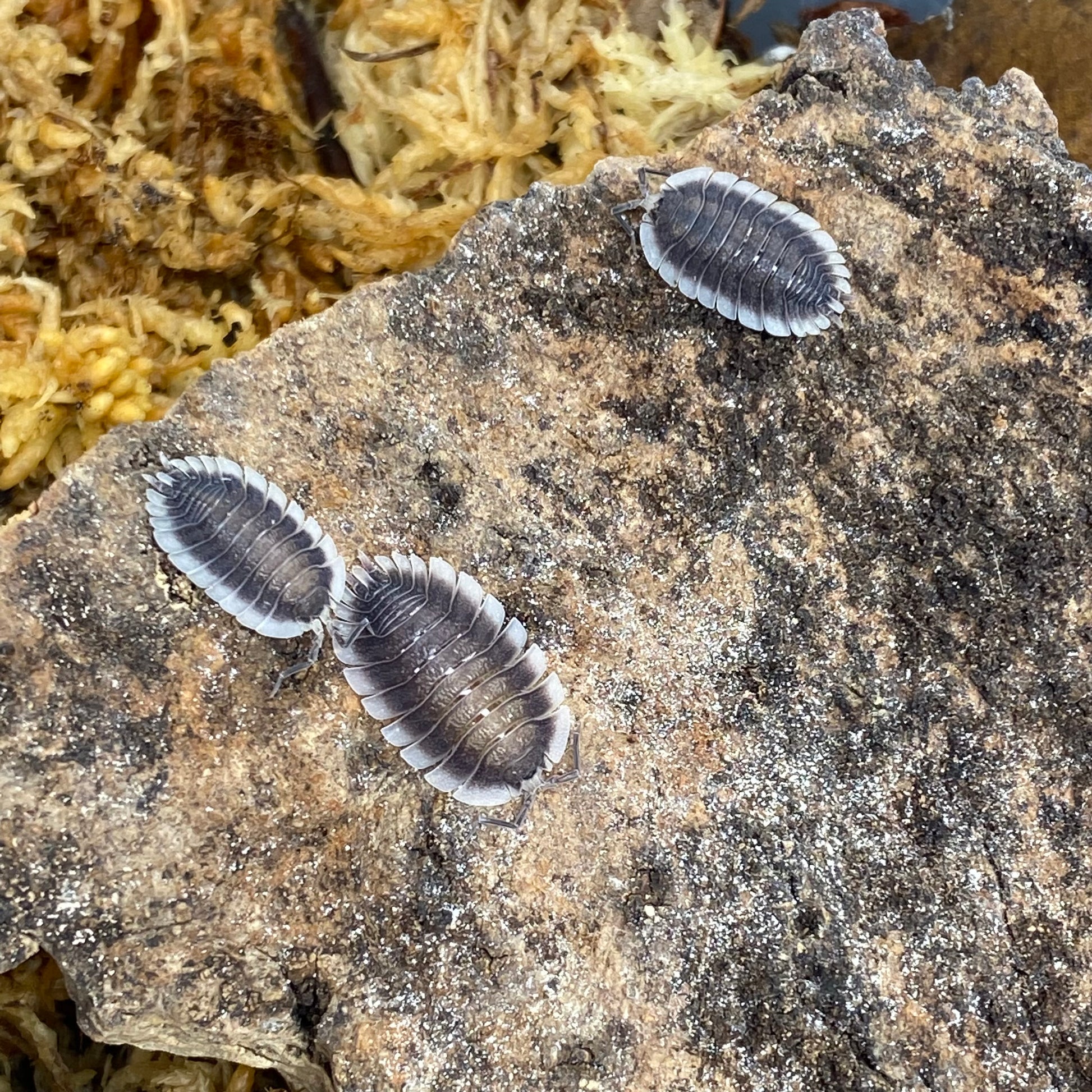 Porcellio sp. Werneri, a unique isopod species, displayed in a close-up view highlighting its distinctive exoskeleton and segmented body structure.