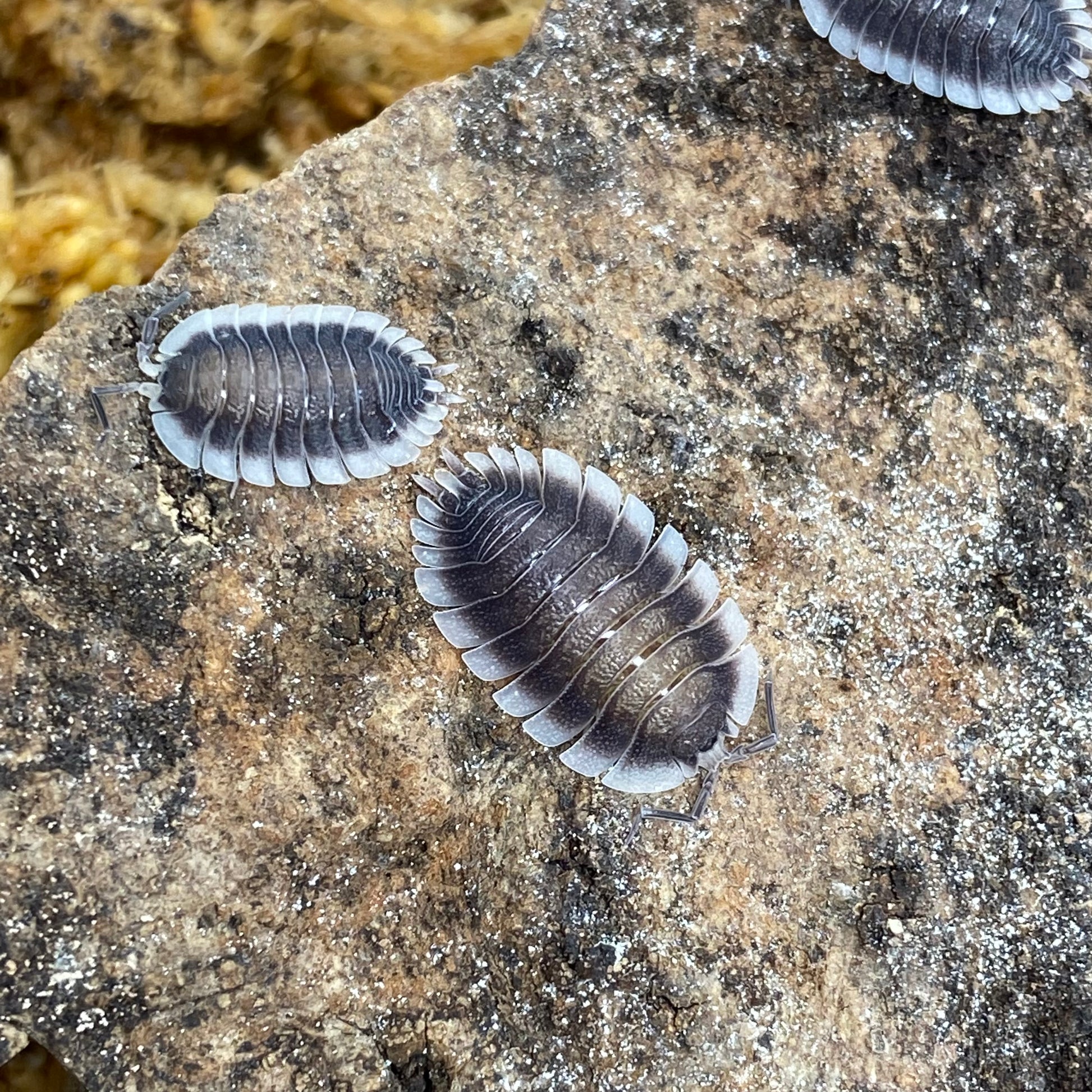 Porcellio sp. Werneri is shown clustering on a rock, highlighting their appearance and natural habitat.