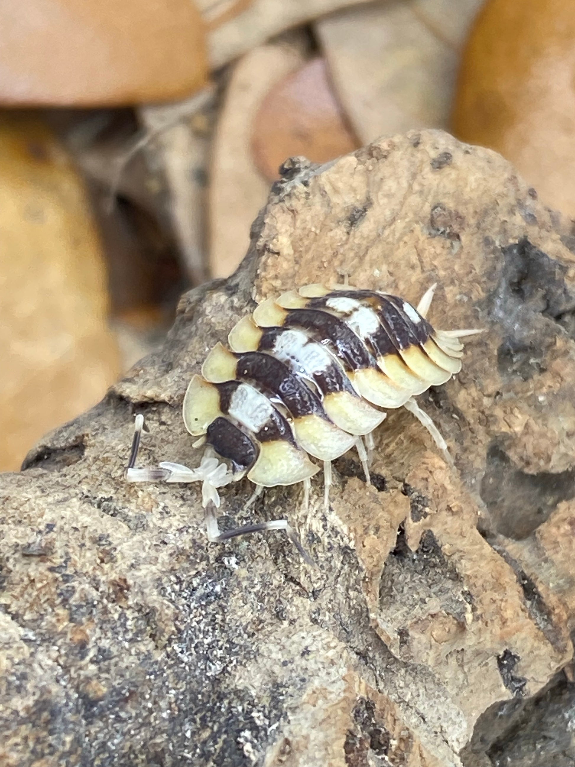 Porcillio Expansus “orange” isopod displayed on a natural substrate, showcasing its detailed exoskeleton and segmented body, ideal for isopod enthusiasts.