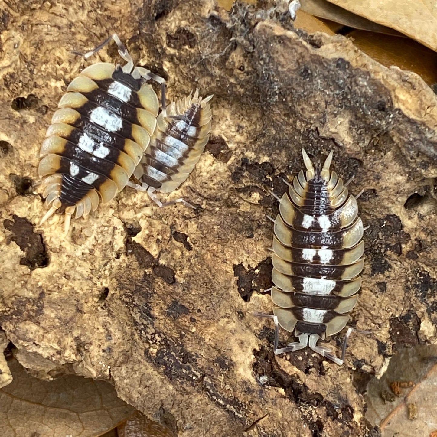 Porcillio Expansus “orange” isopod, showcasing its detailed body segments and distinct elongated shape. Featured in a close-up view to highlight texture and structure.