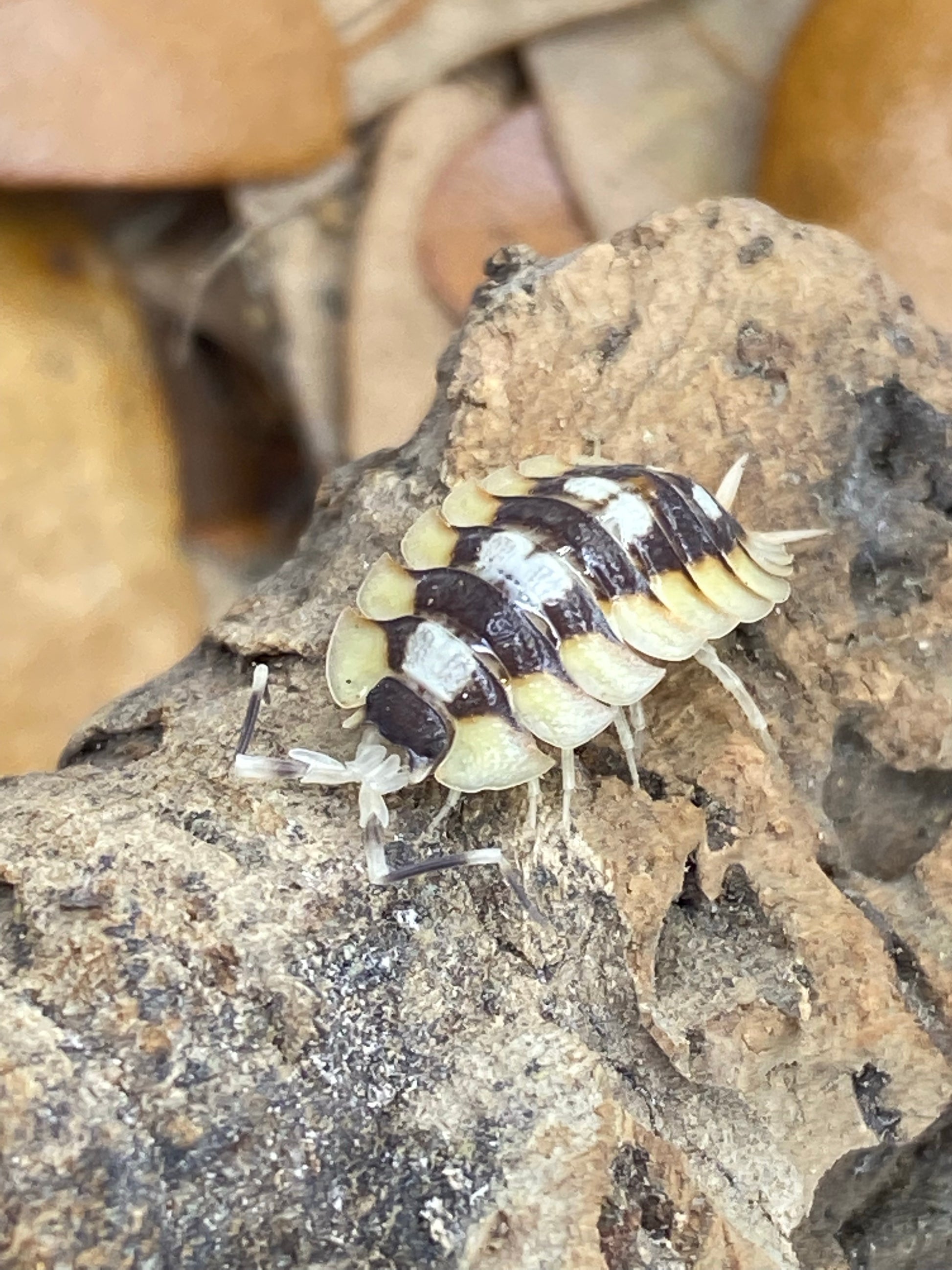 Porcillio Expansus orange isopod, showcased with segmented body and distinct texture, ideal for enthusiasts seeking unique, captivating pet isopods.